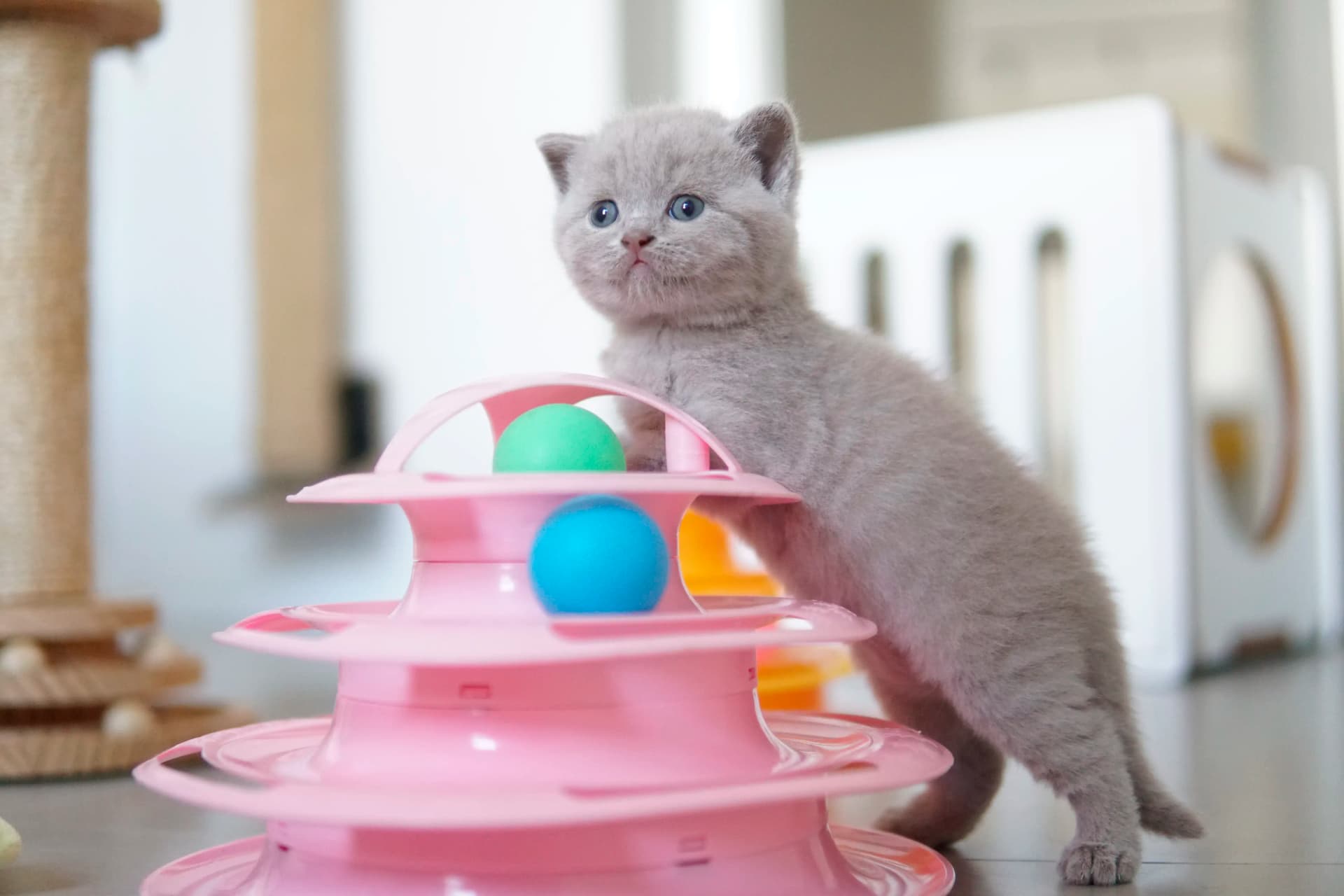 Kitten in another cute pose