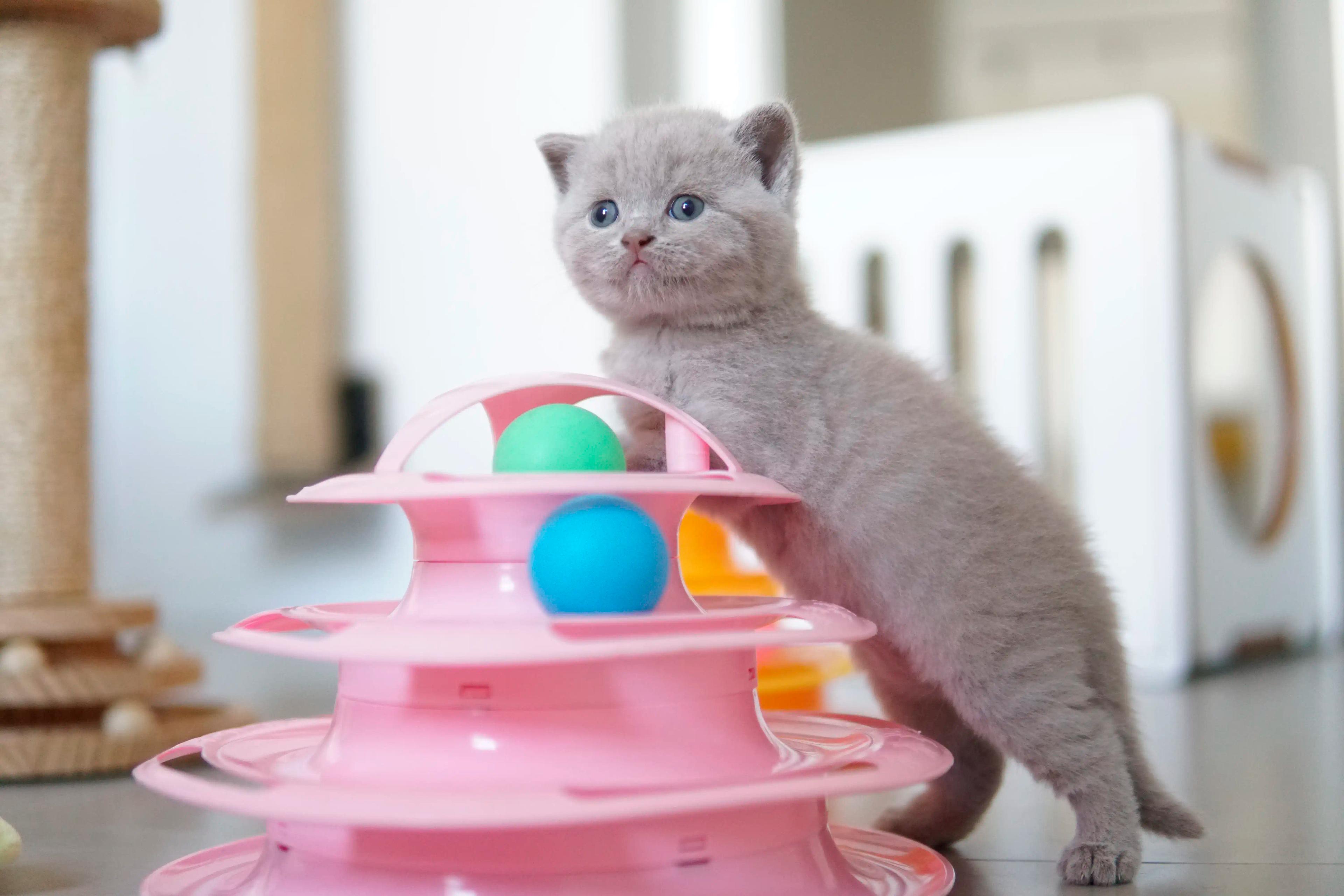 Kitten in another cute pose