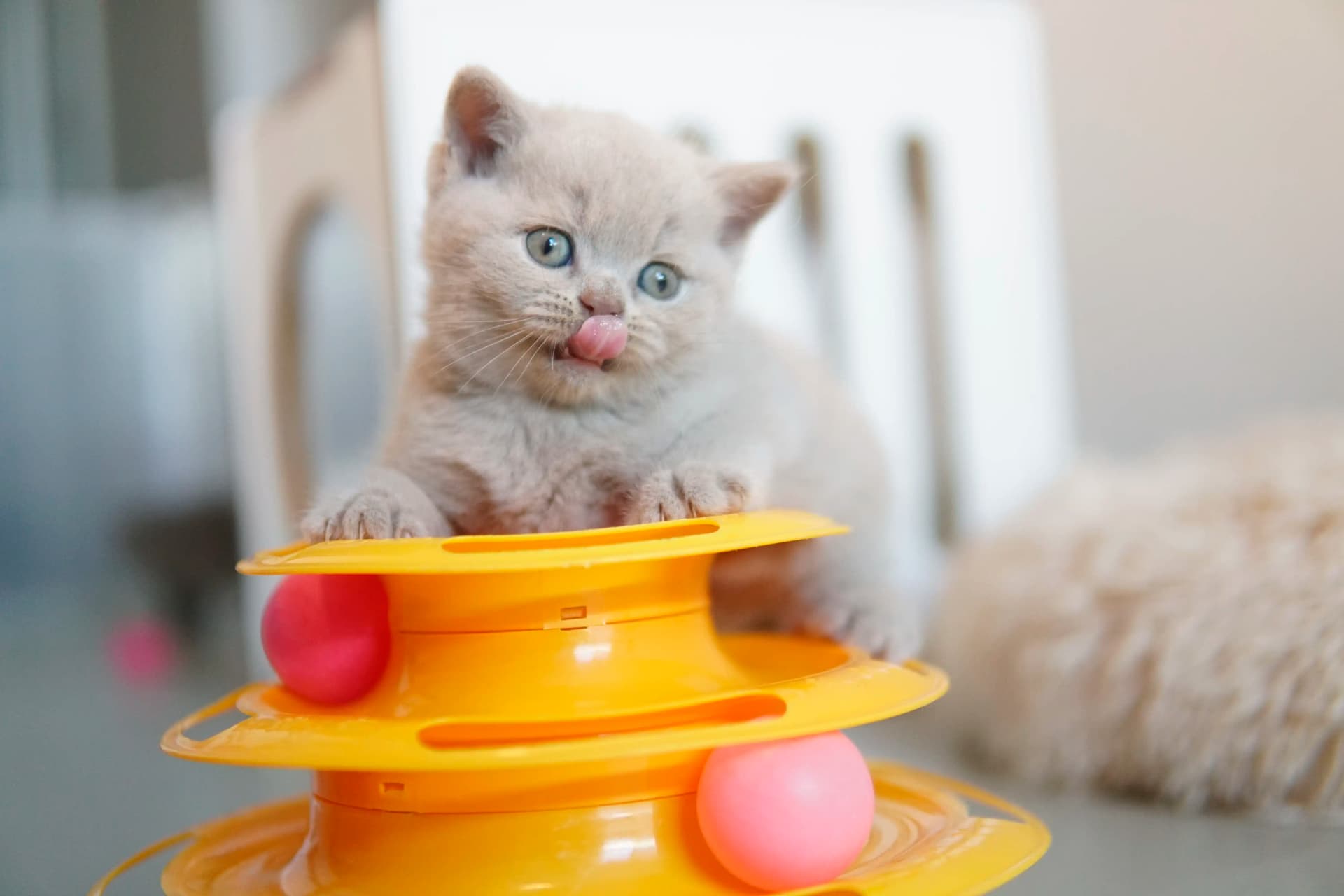 Kitten relaxing after lots of play