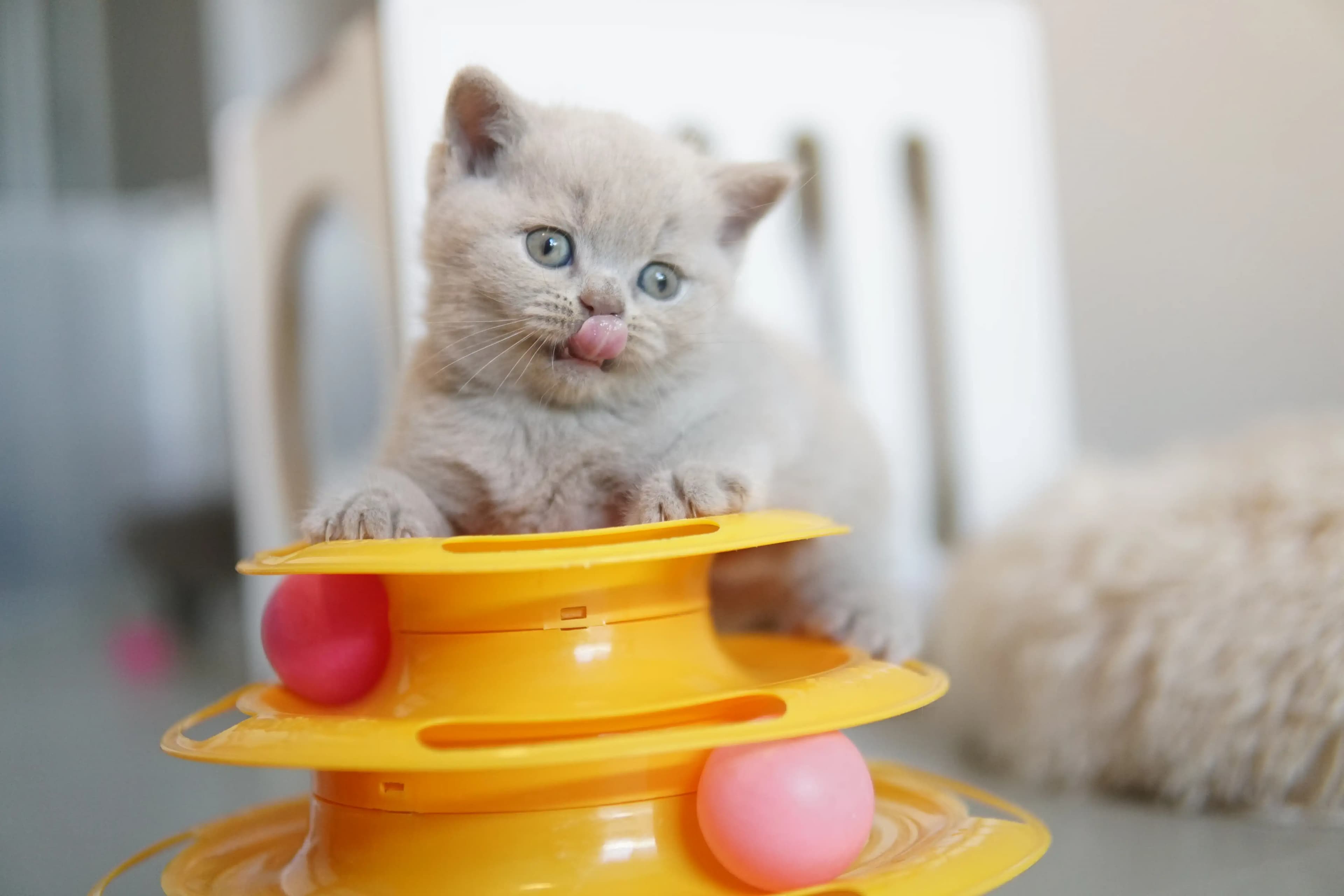 Kitten relaxing after lots of play