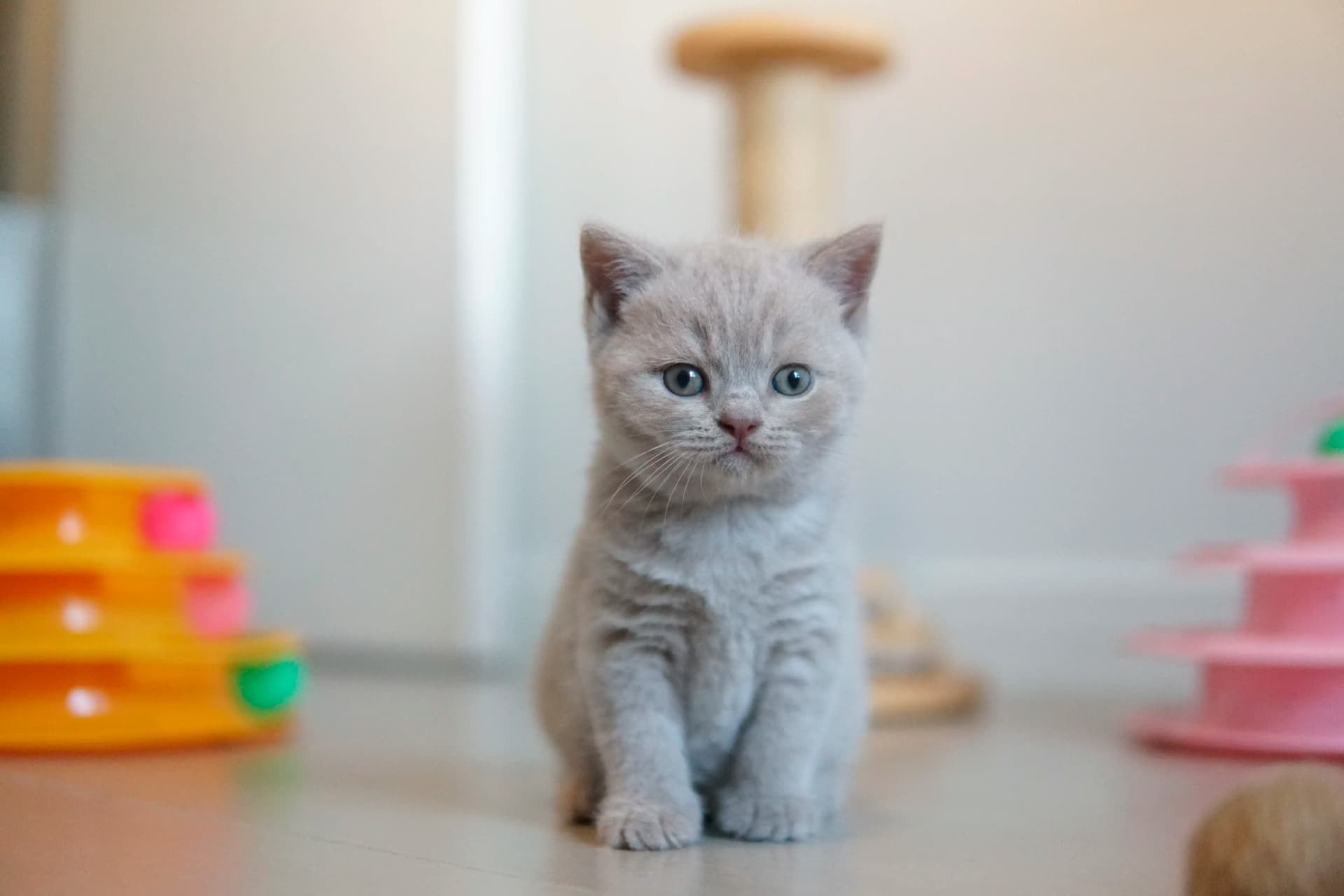 Kitten enjoying the comfort of the cushion