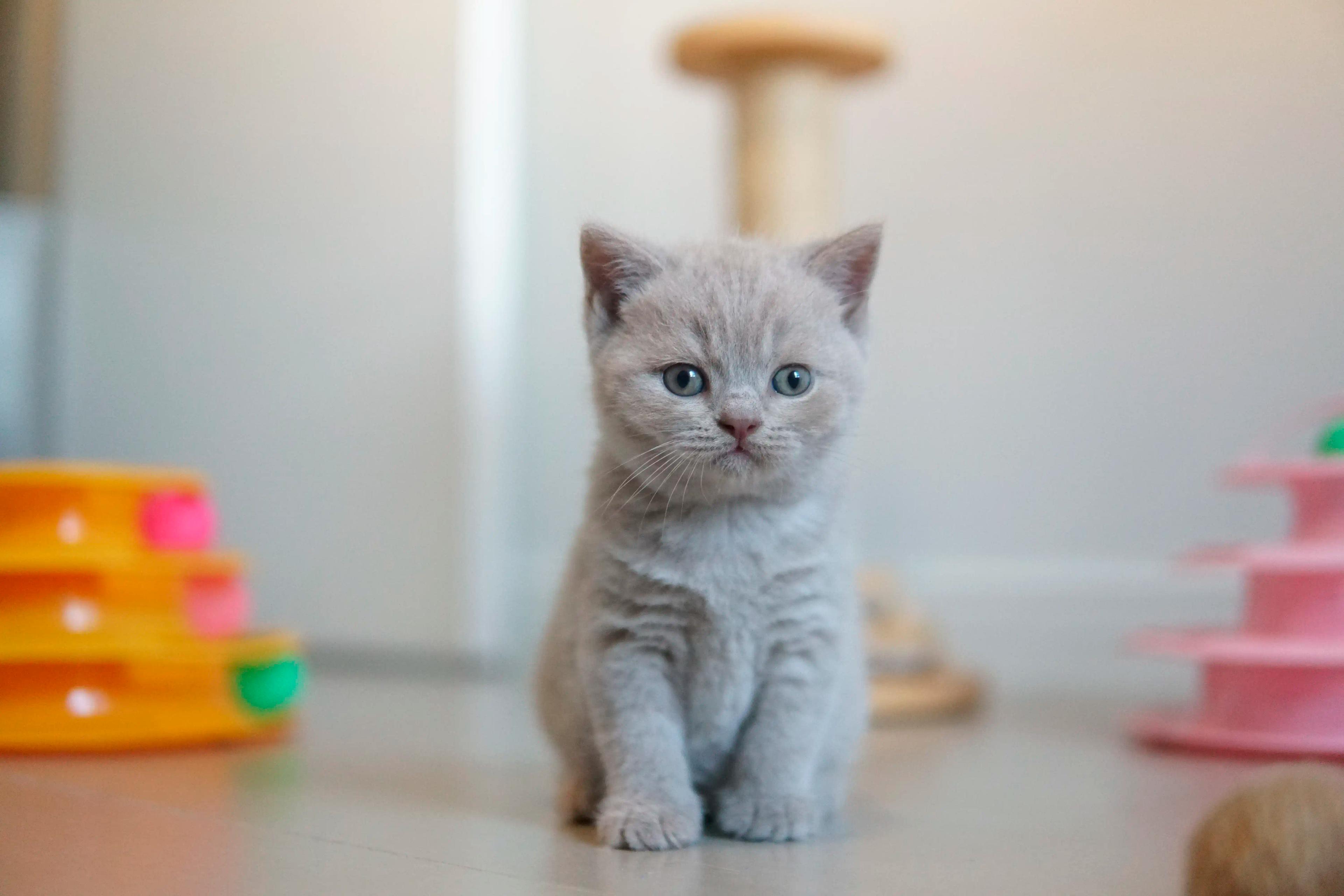 Kitten enjoying the comfort of the cushion