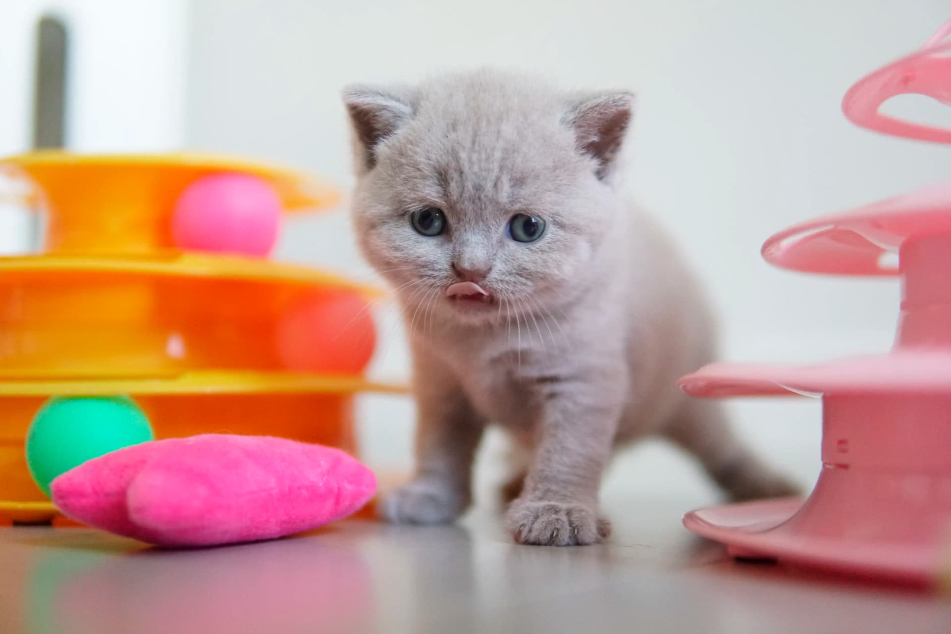 Kitten playing with the stacking toy