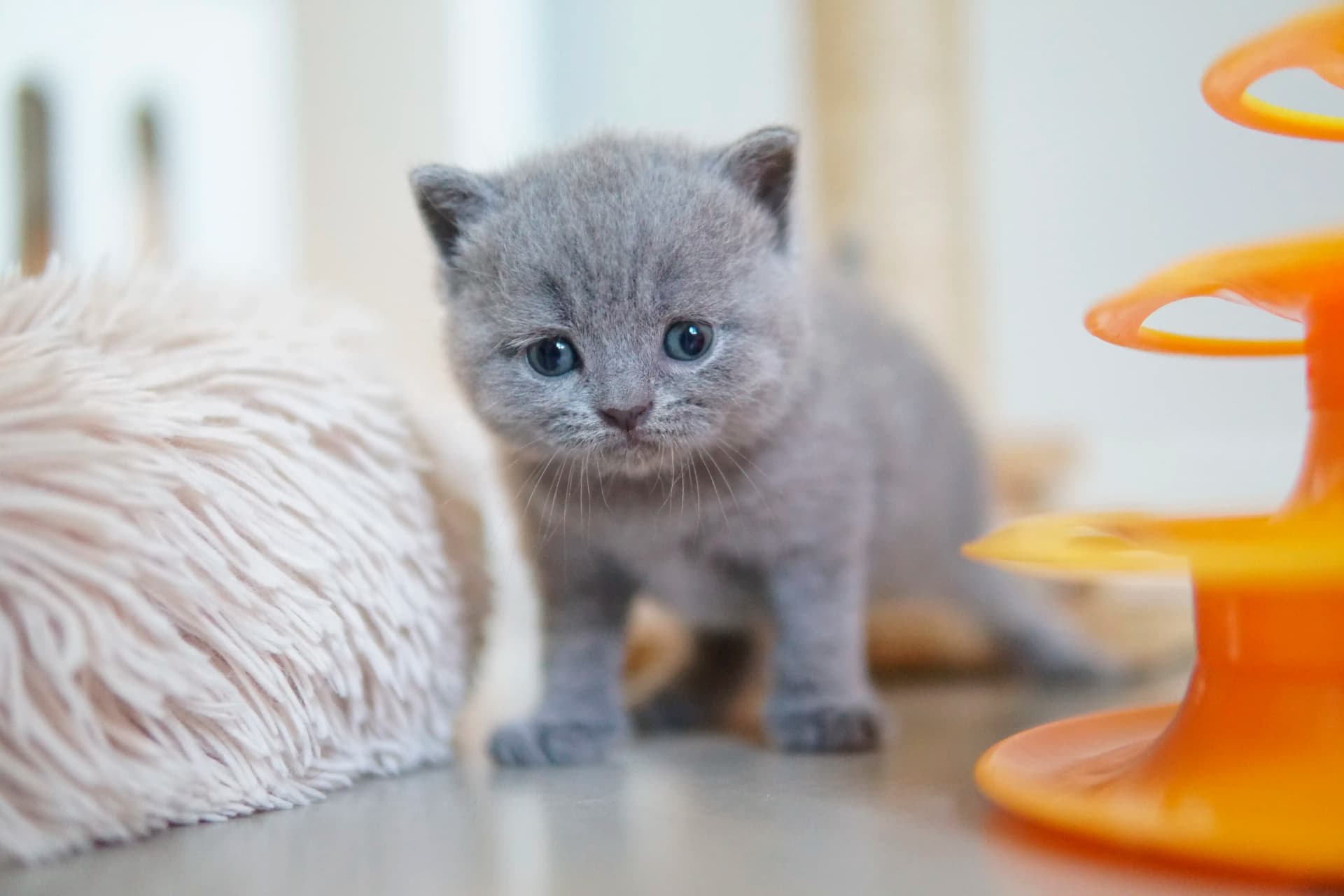 Kitten showing delicacy in the gaze