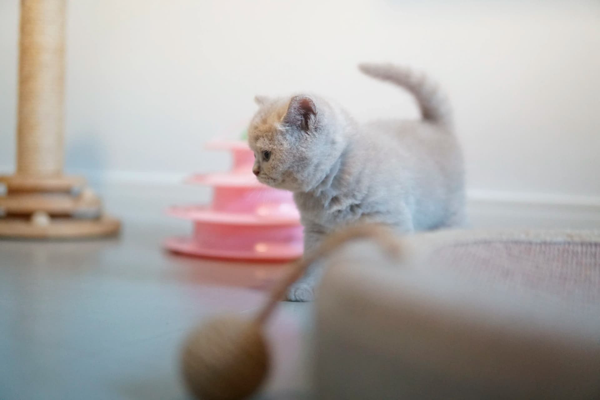 Kitten moving around with energy