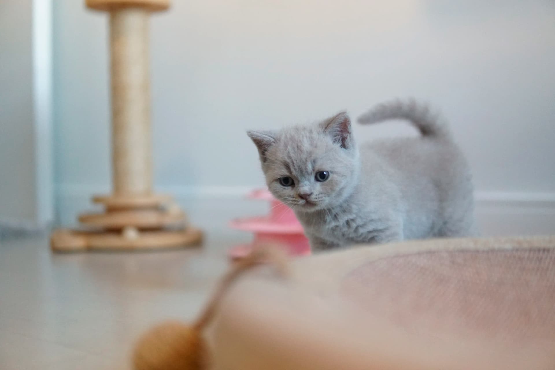 Kitten ready for a good nap
