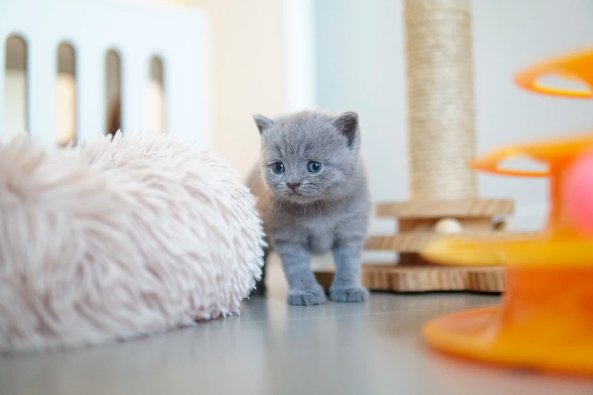 Kitten in action next to the scratching post