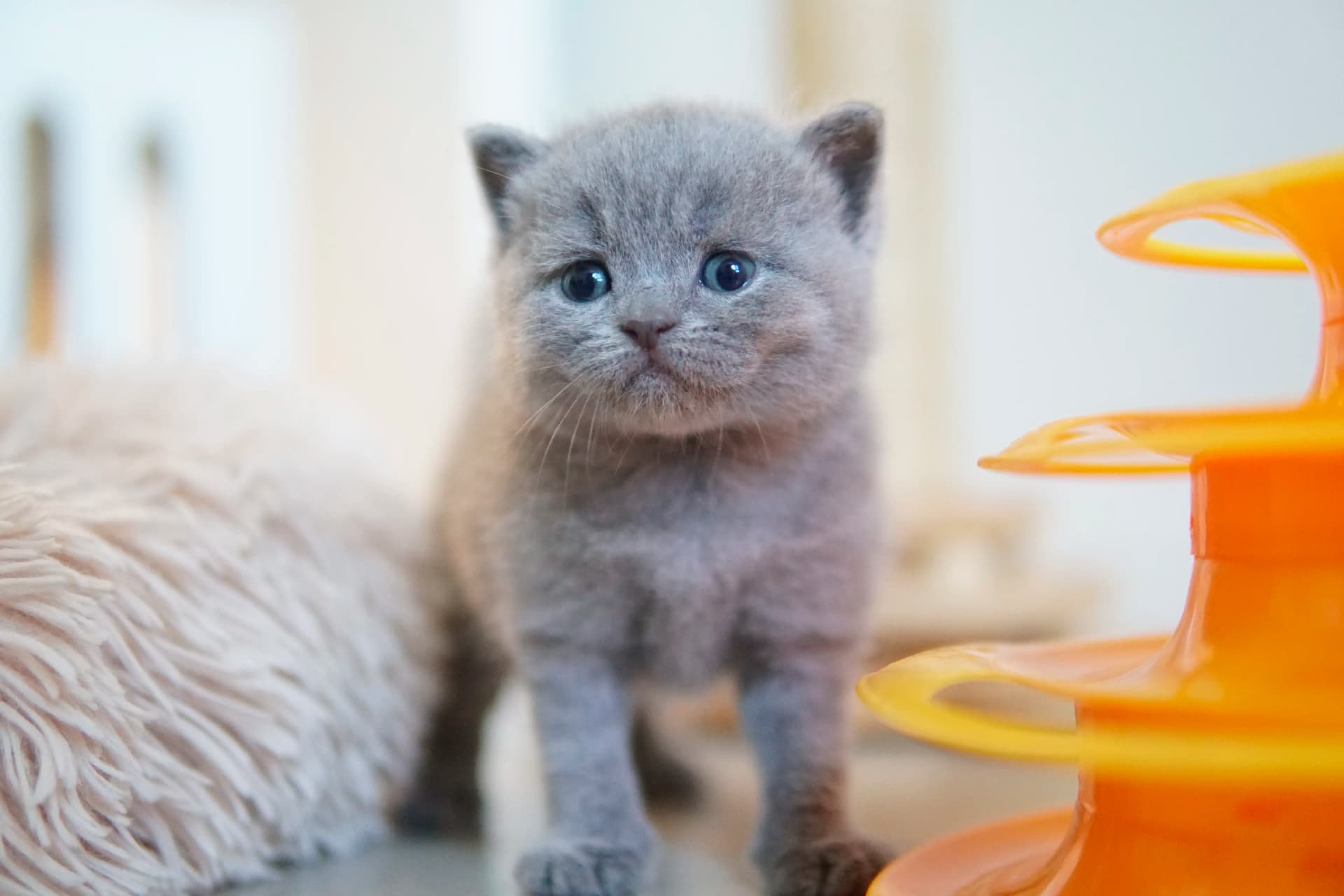 Kitten relaxing after lots of exploration