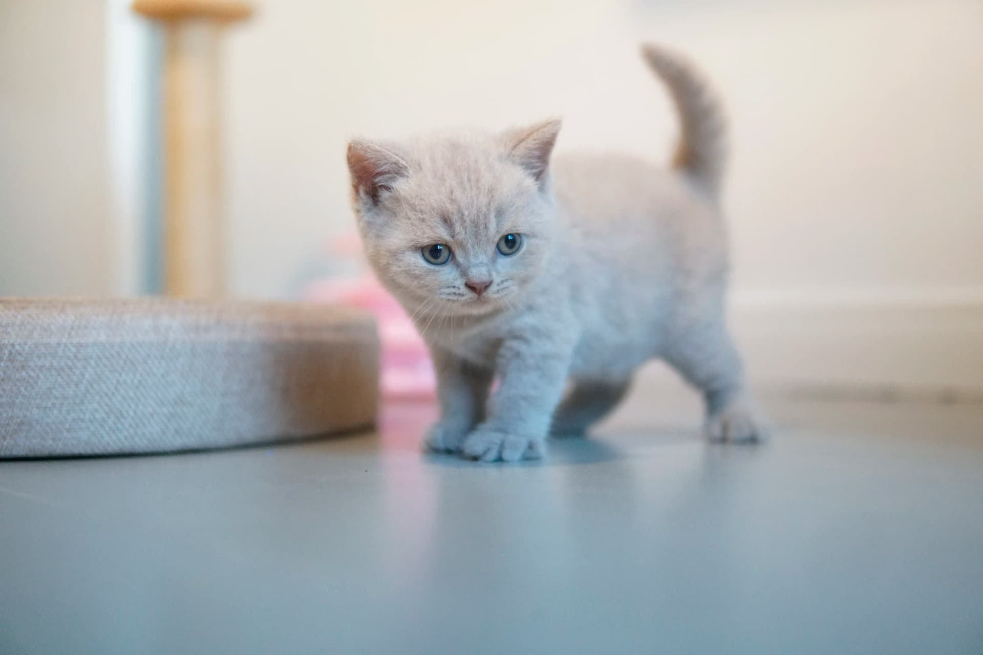 Kitten focused on the favorite game