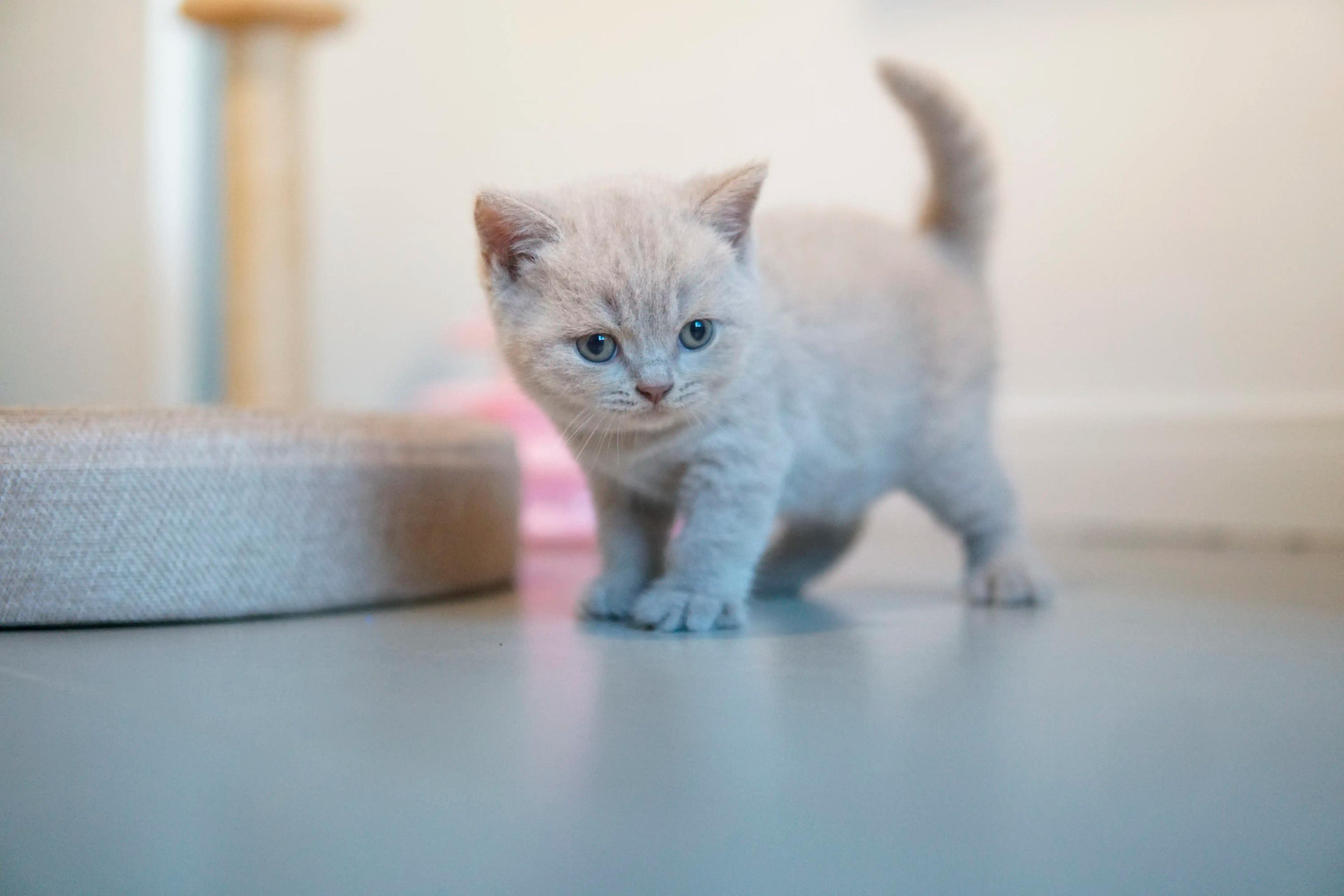 Kitten focused on the favorite game