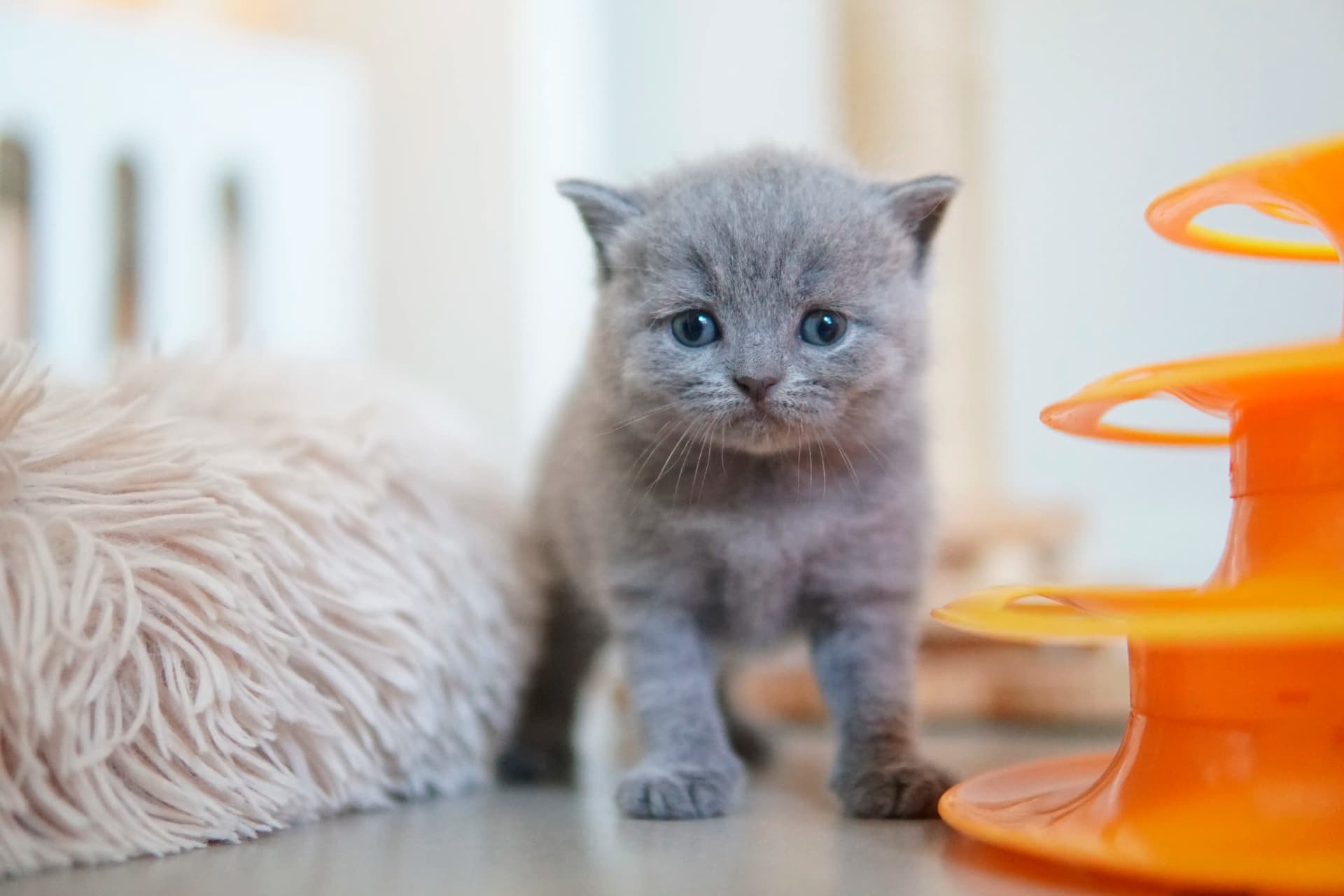 Kitten lying next to the orange toy