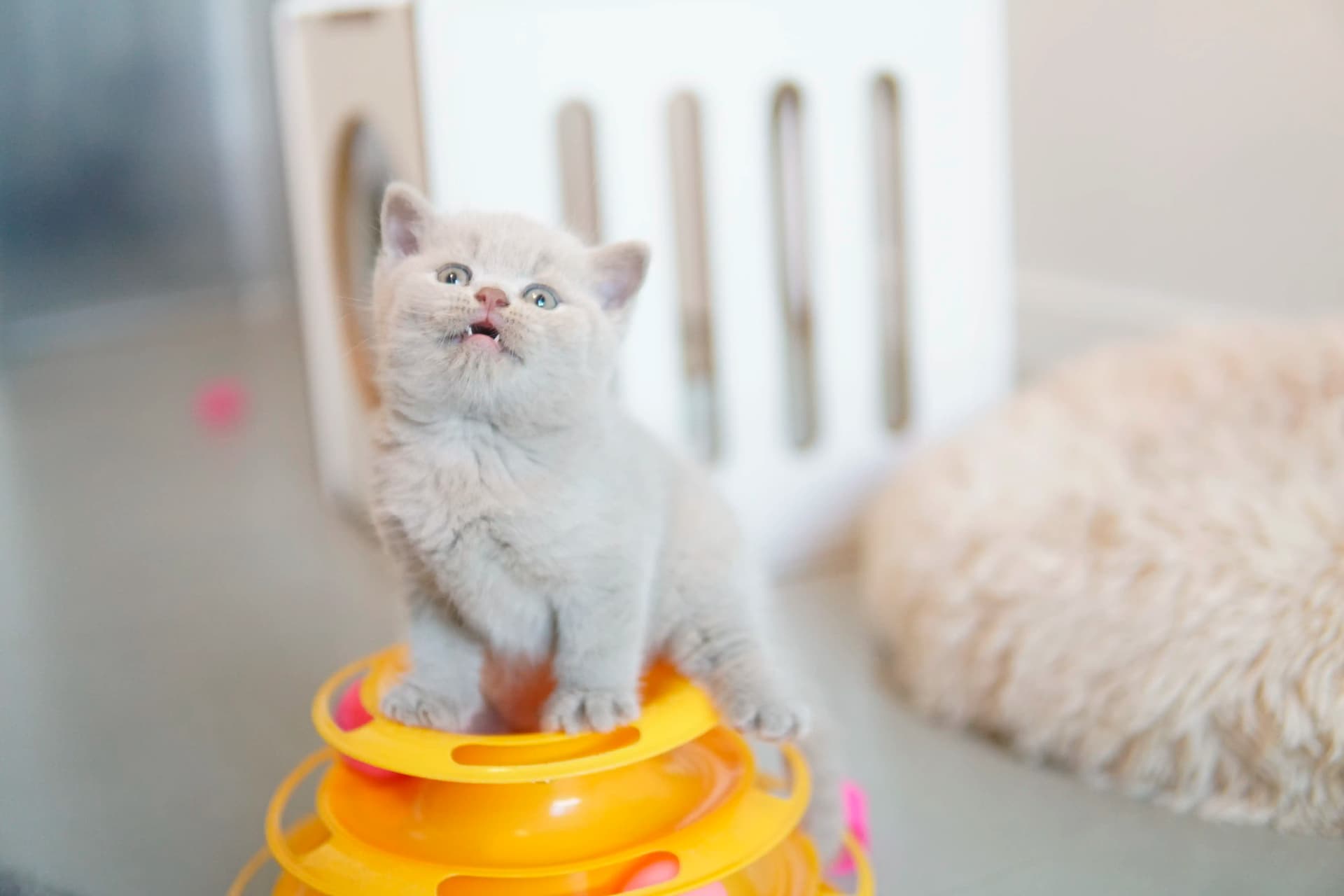 Kitten interacting with the scratching post and toys