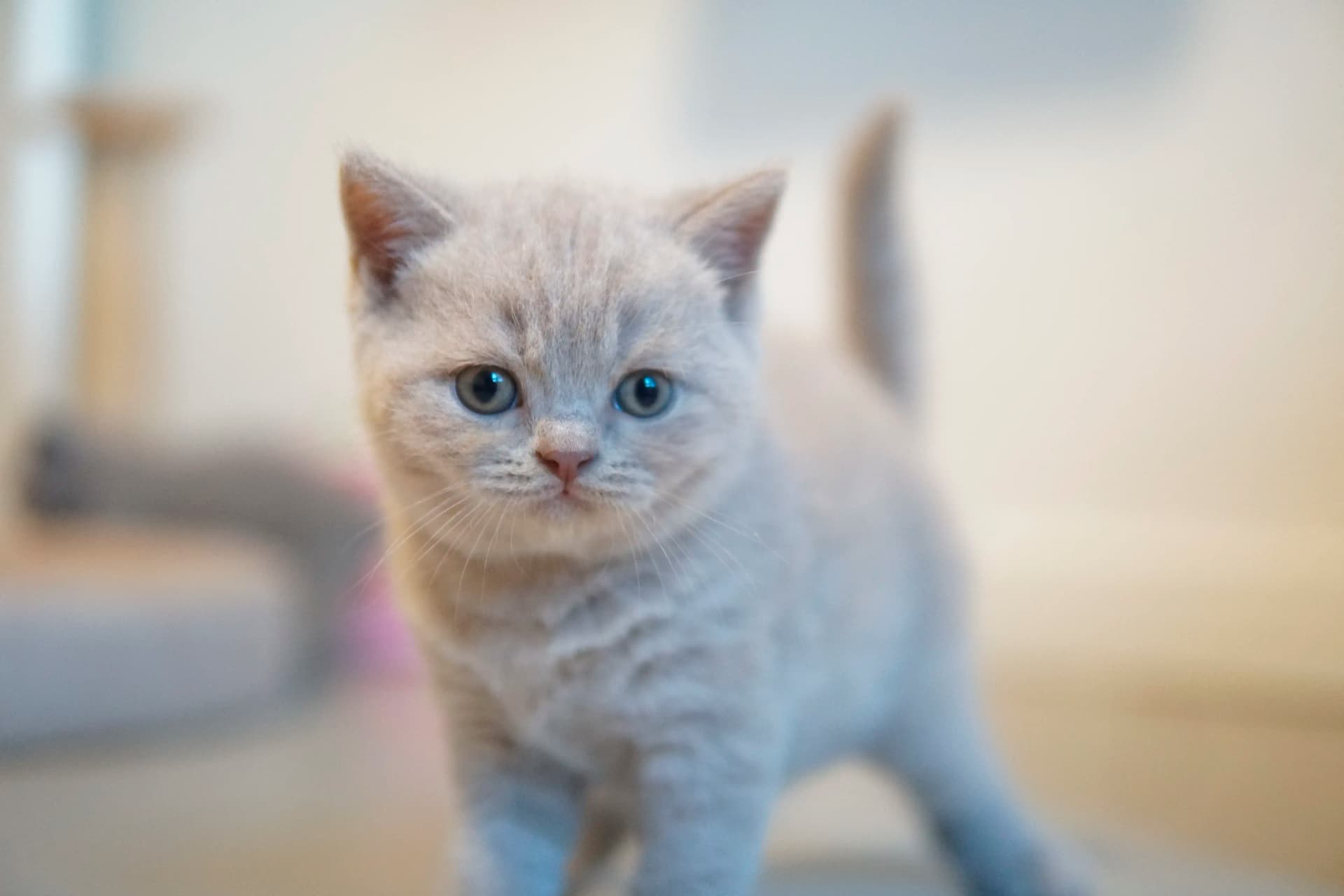 Kitten in another charming pose