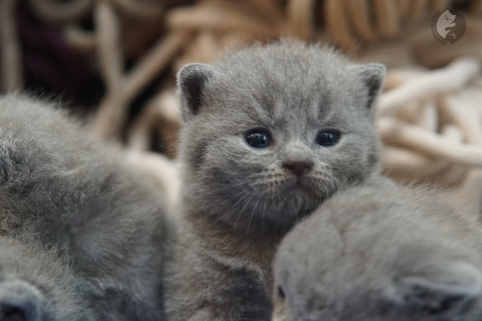 British Shorthair kitten photo 1