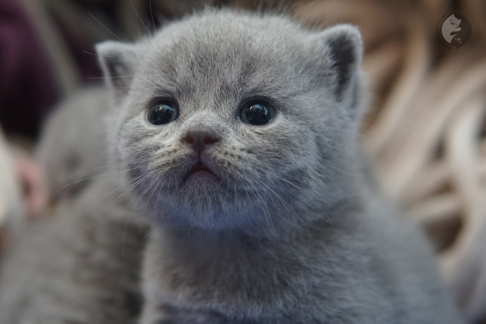 British Shorthair kitten photo 2