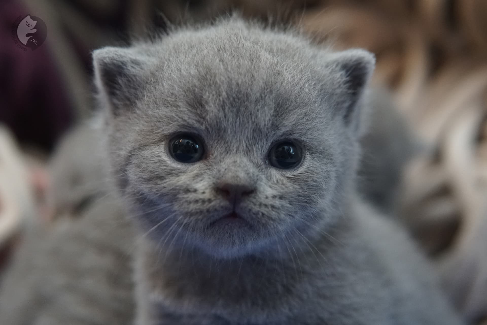 British Shorthair kitten photo 3