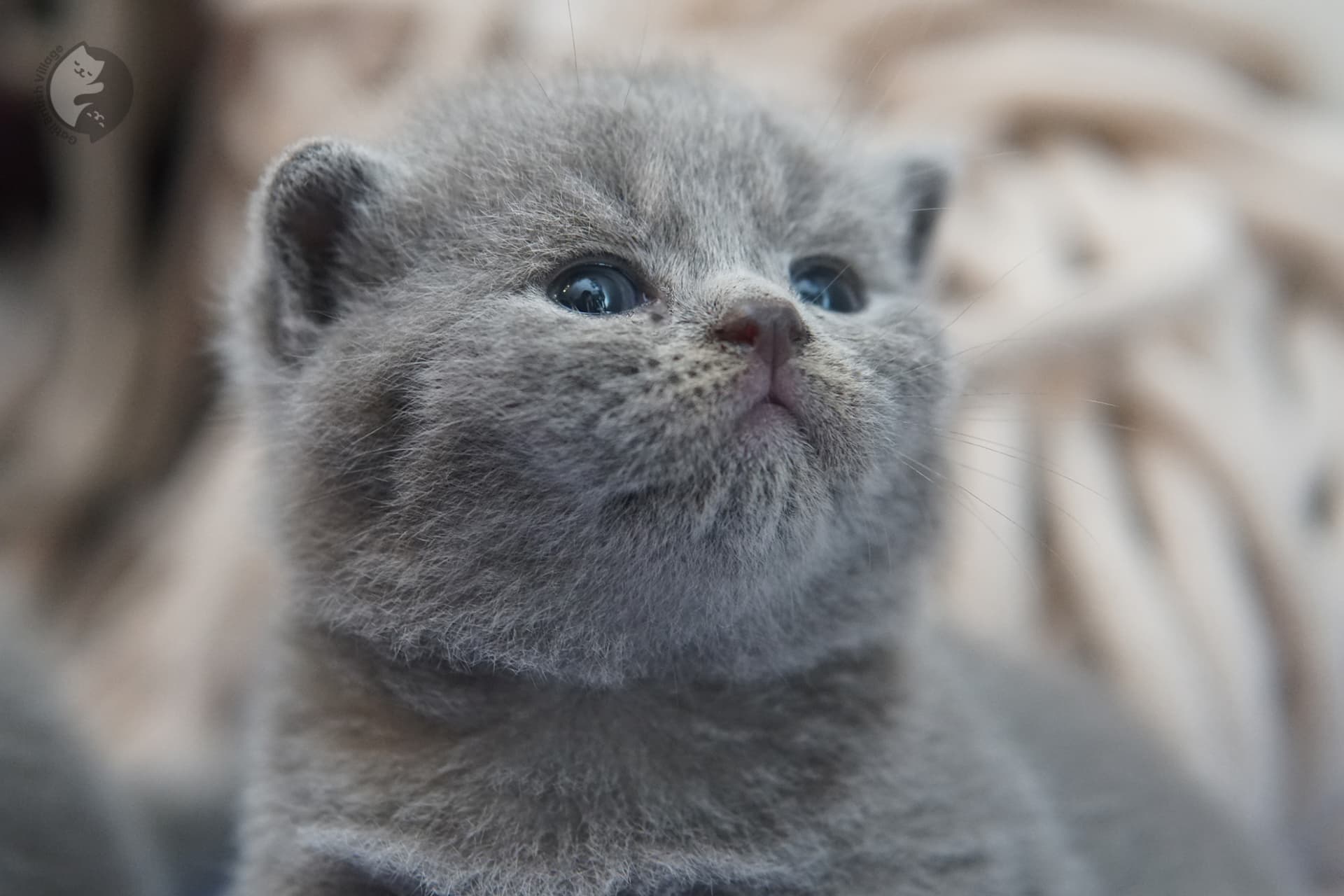 British Shorthair kitten photo 4