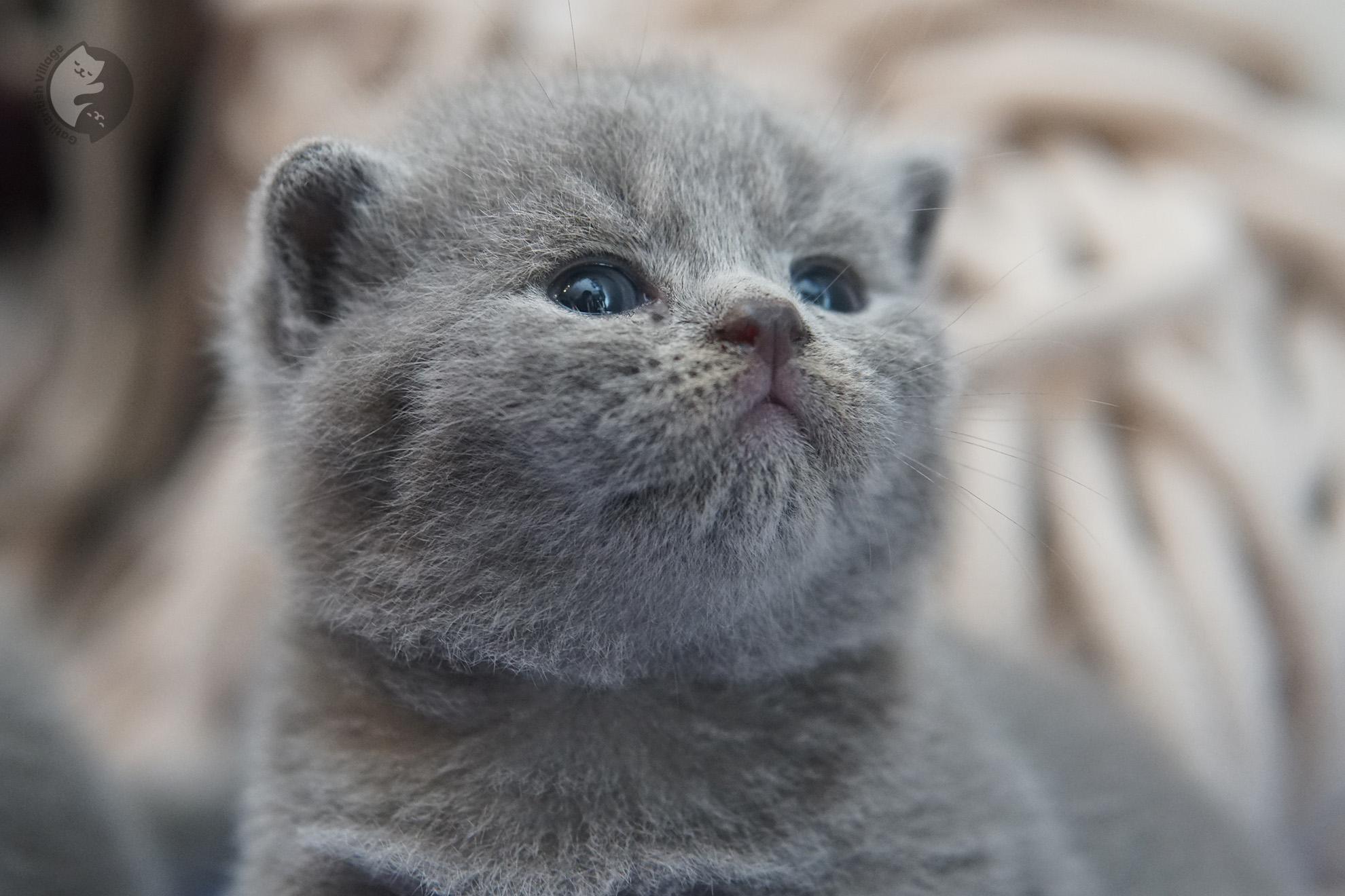 British Shorthair kitten photo 4