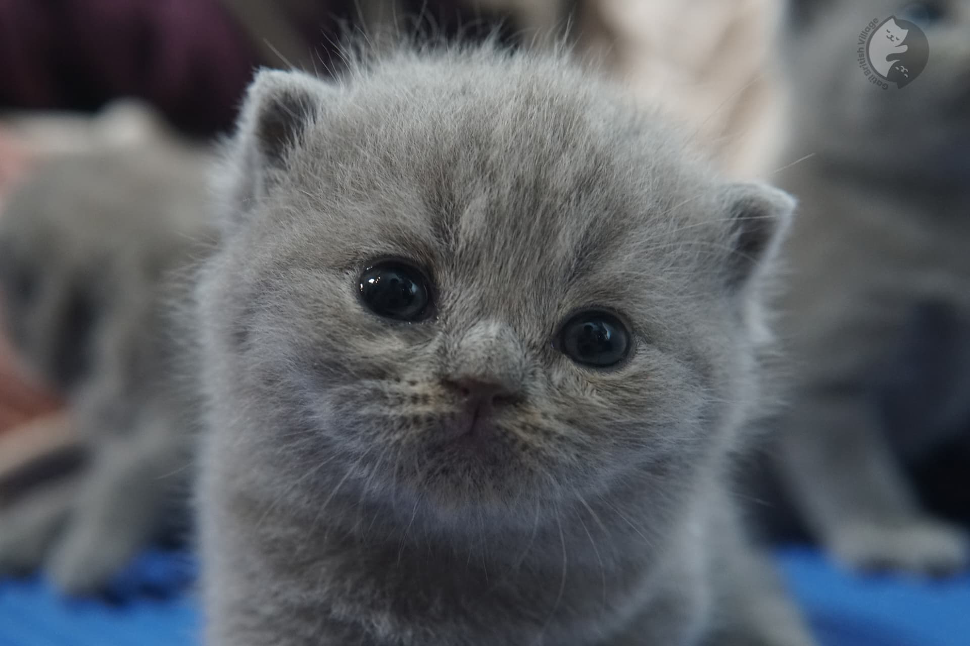 British Shorthair kitten photo 5