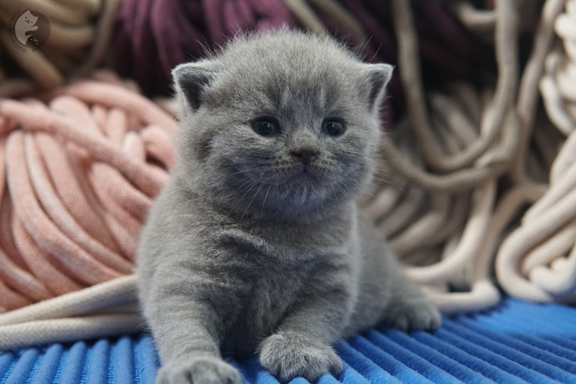 British Shorthair kitten photo 6