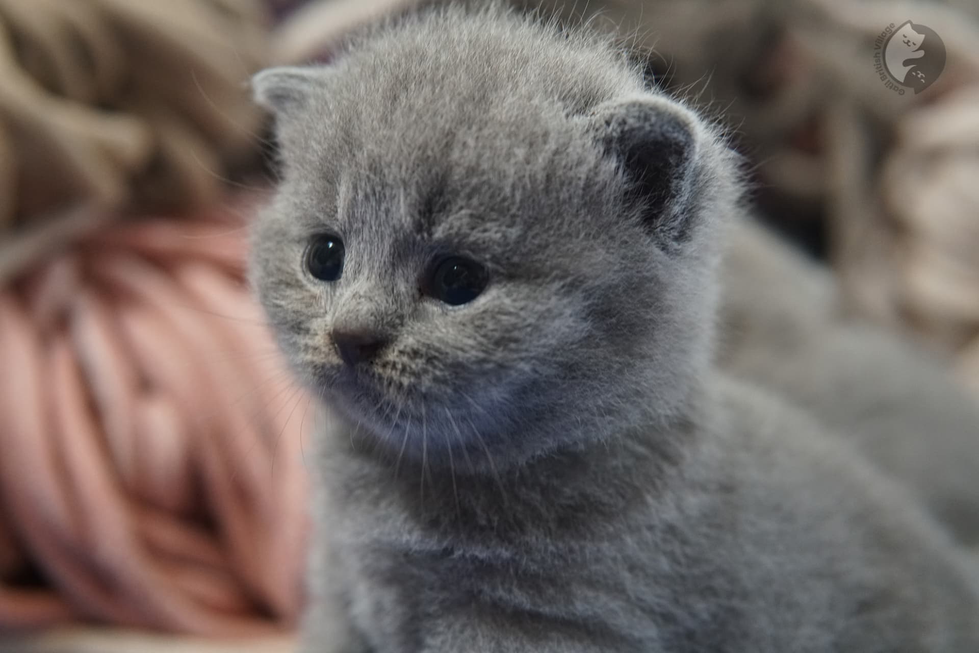 British Shorthair kitten photo 7