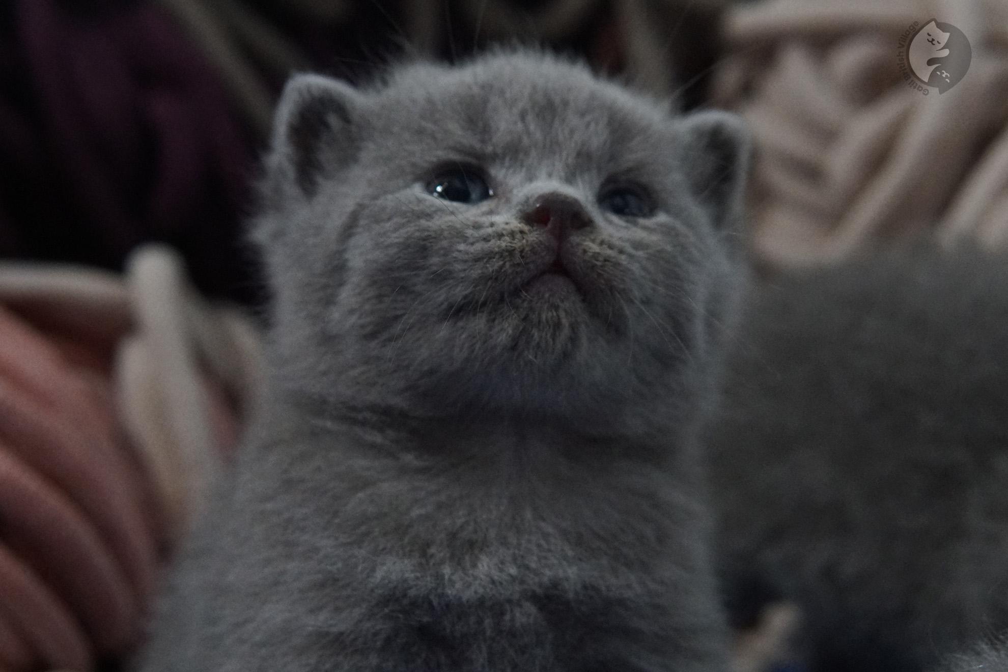 British Shorthair kitten photo 8