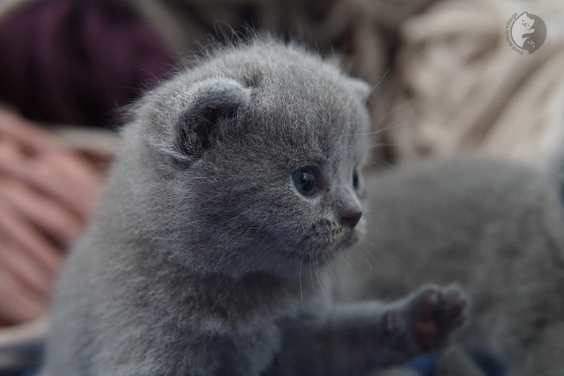 British Shorthair kitten photo 9