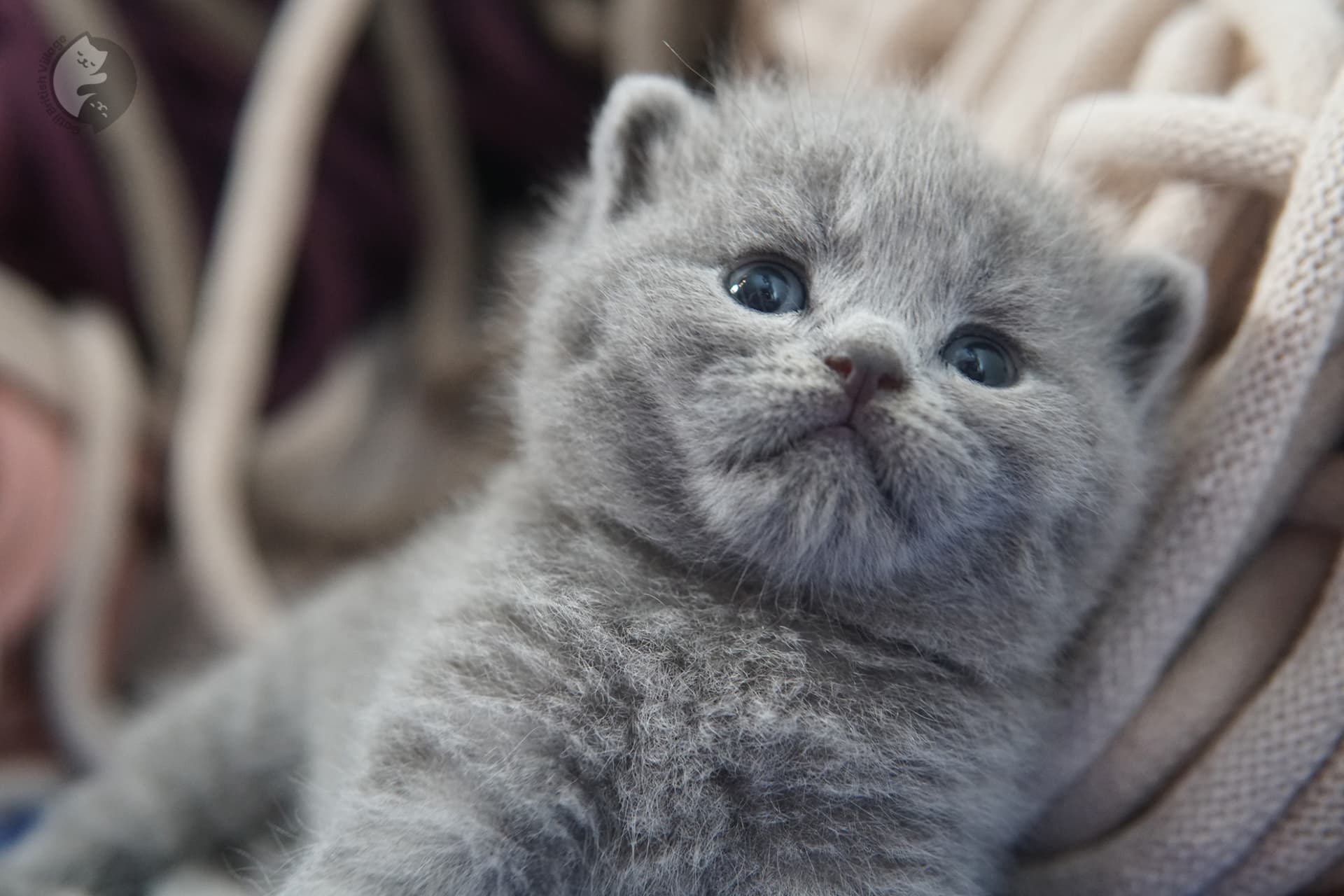 British Shorthair kitten photo 10