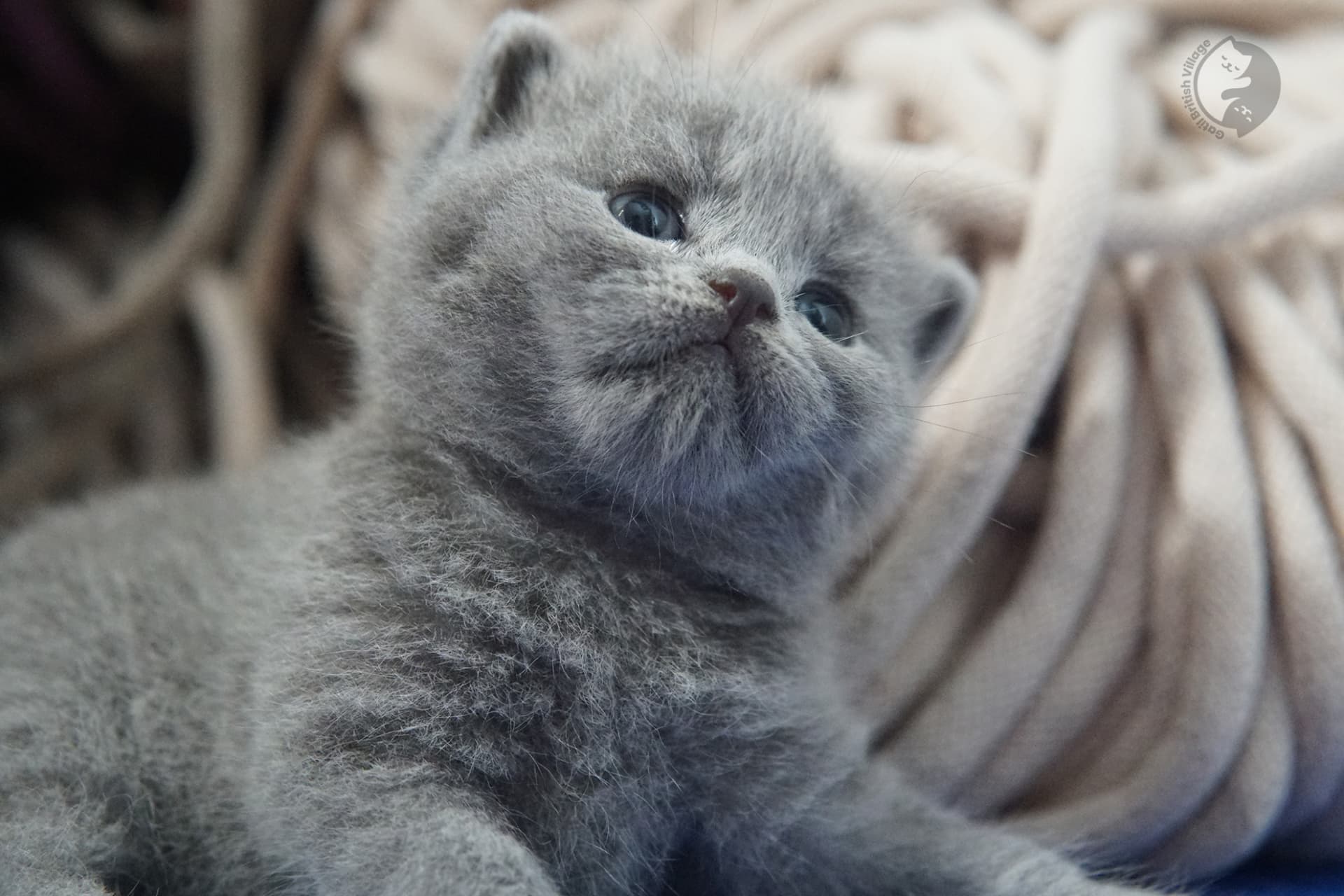 British Shorthair kitten photo 11