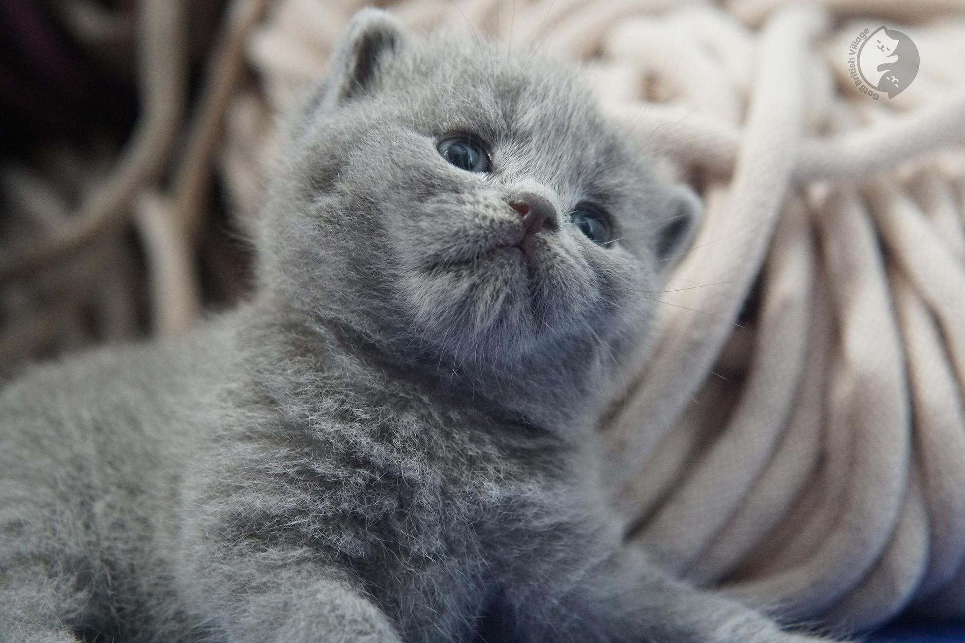 British Shorthair kitten photo 11