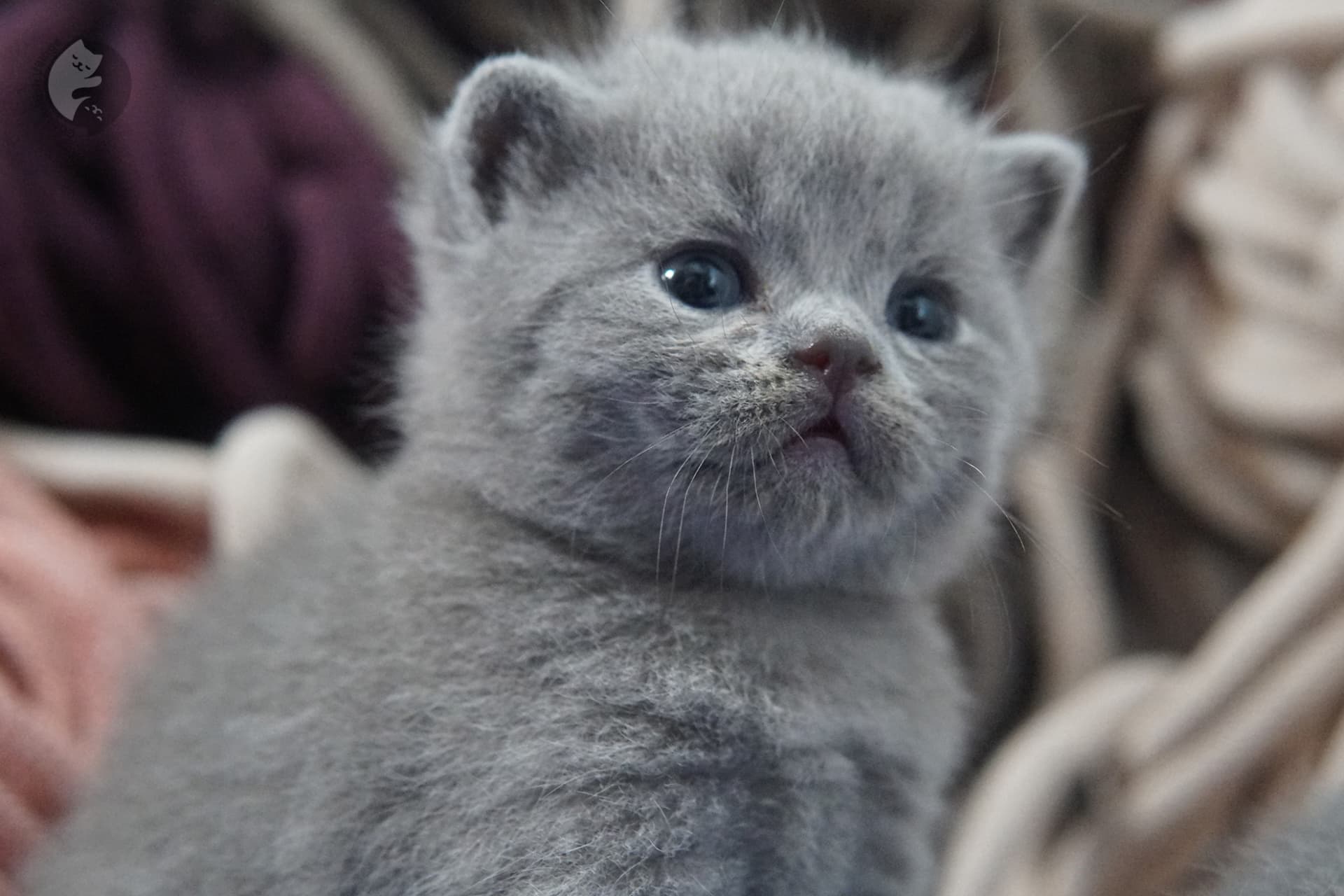 British Shorthair kitten photo 12