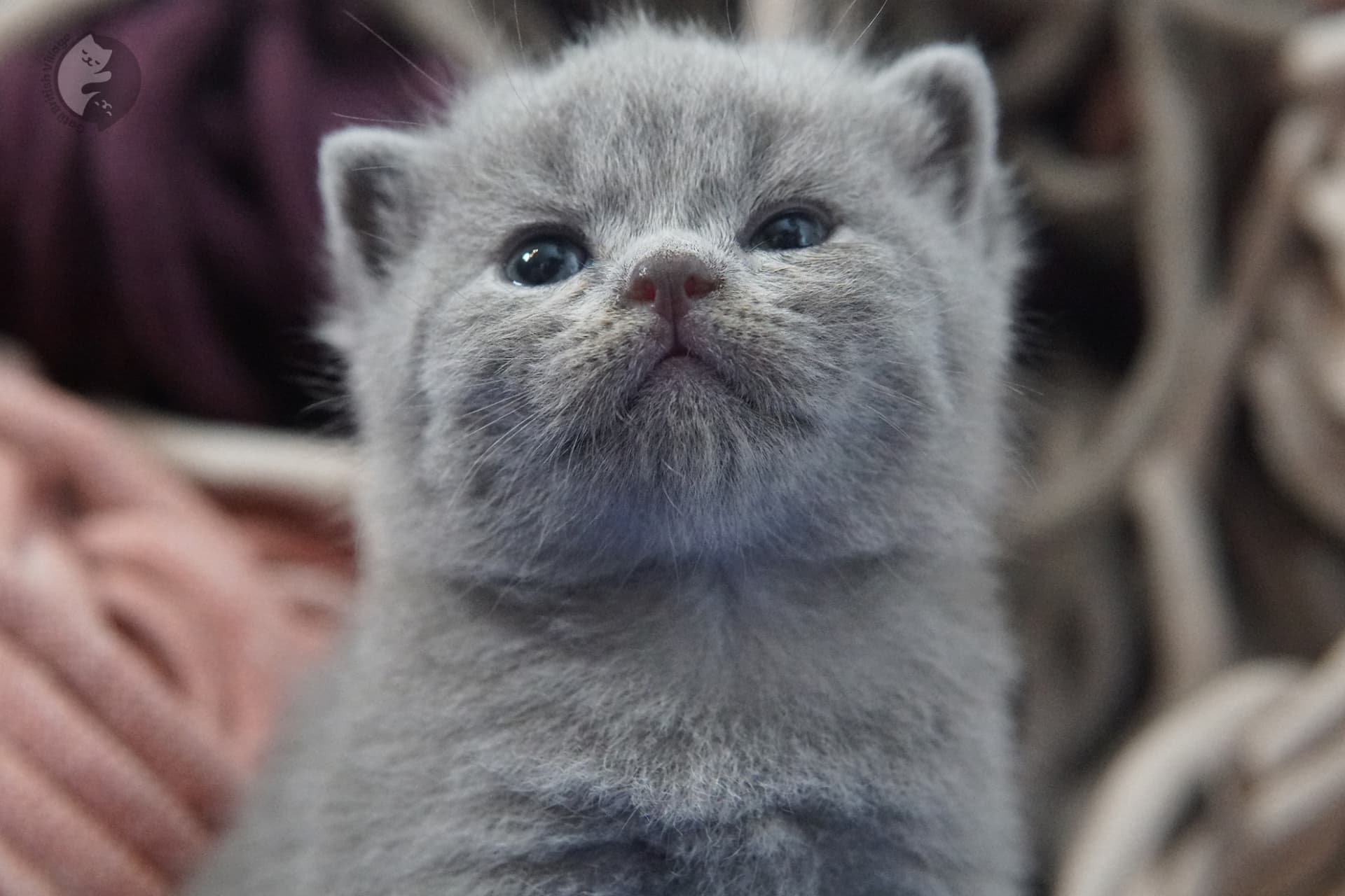 British Shorthair kitten photo 13