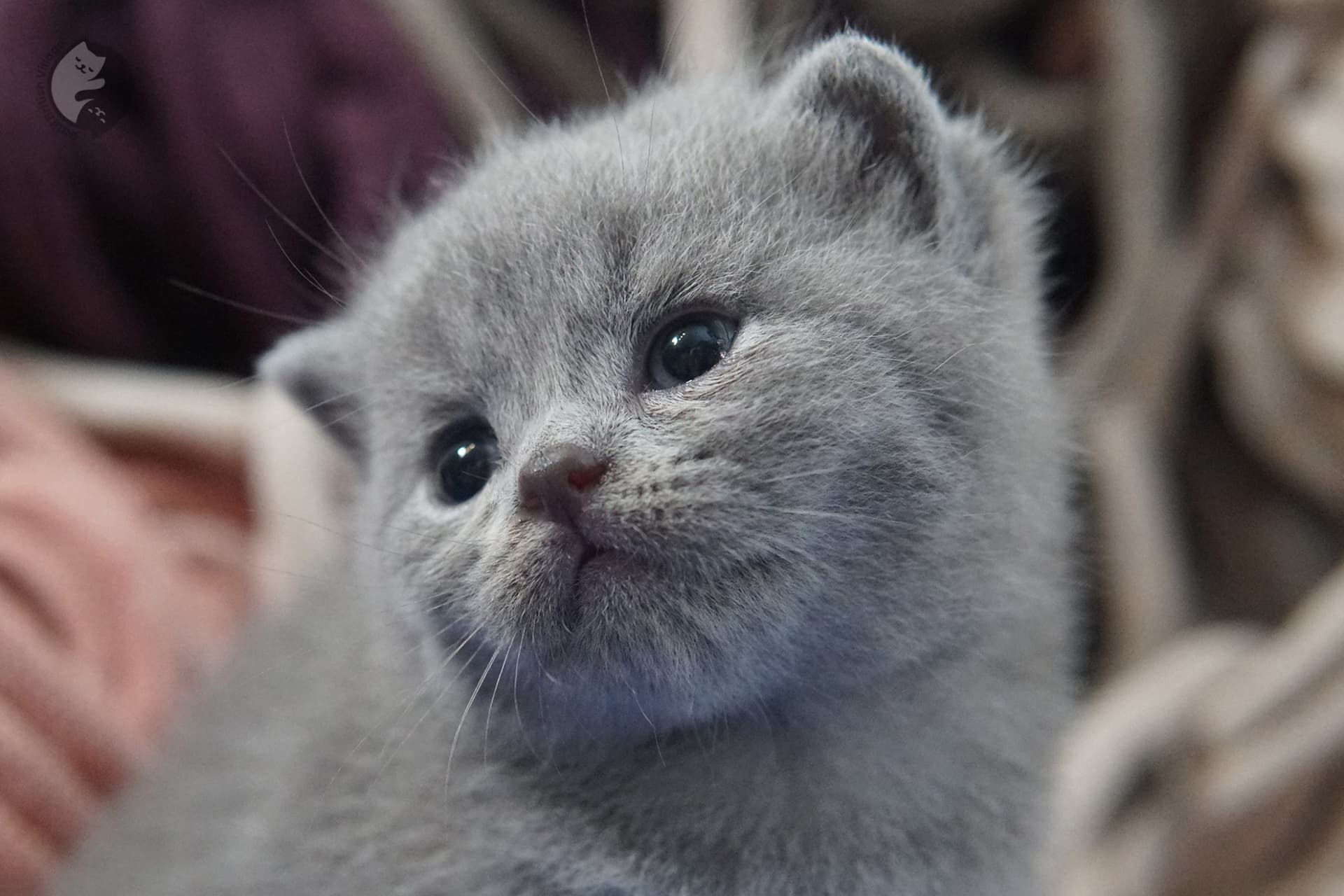British Shorthair kitten photo 14