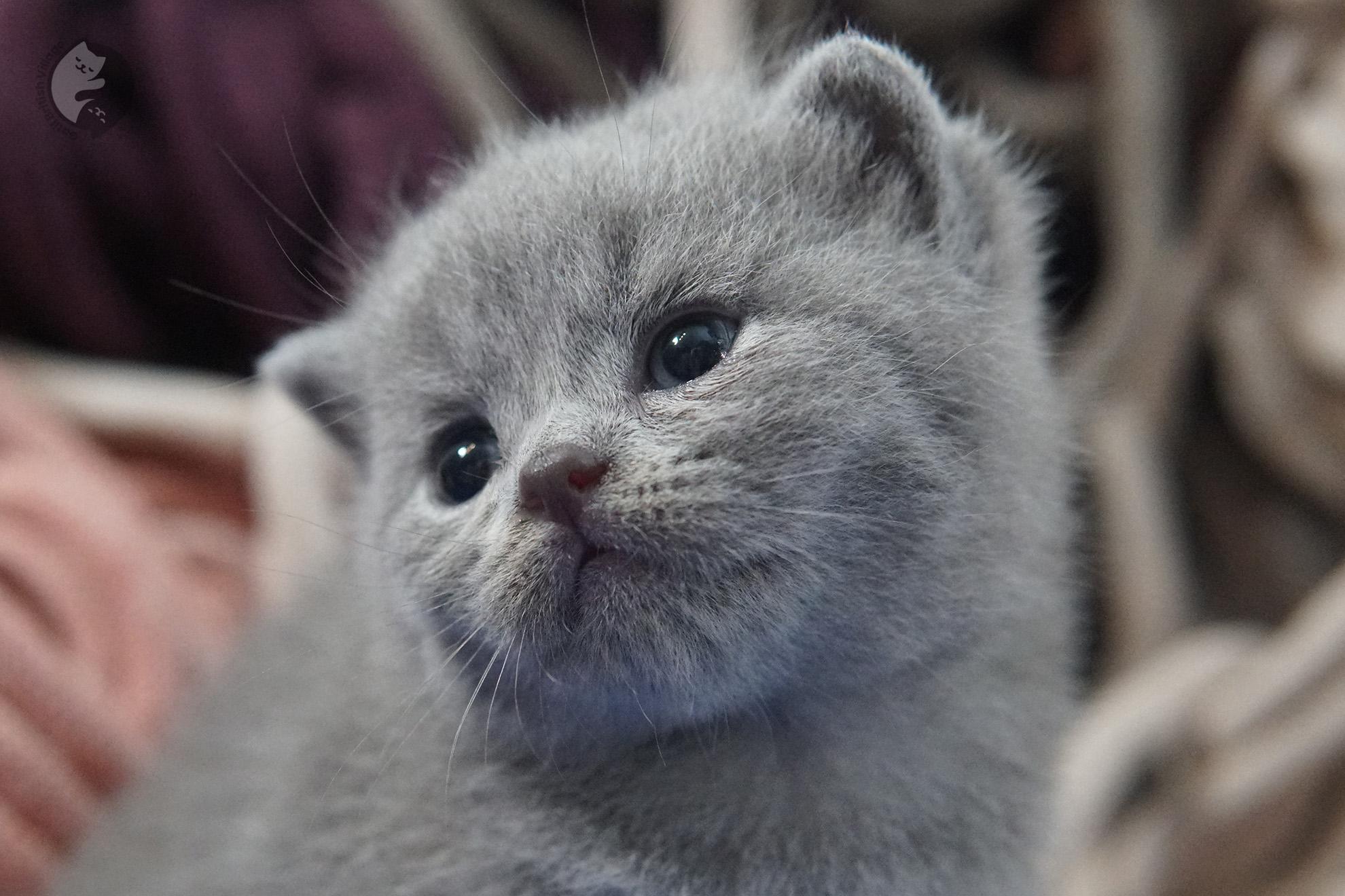 British Shorthair kitten photo 14