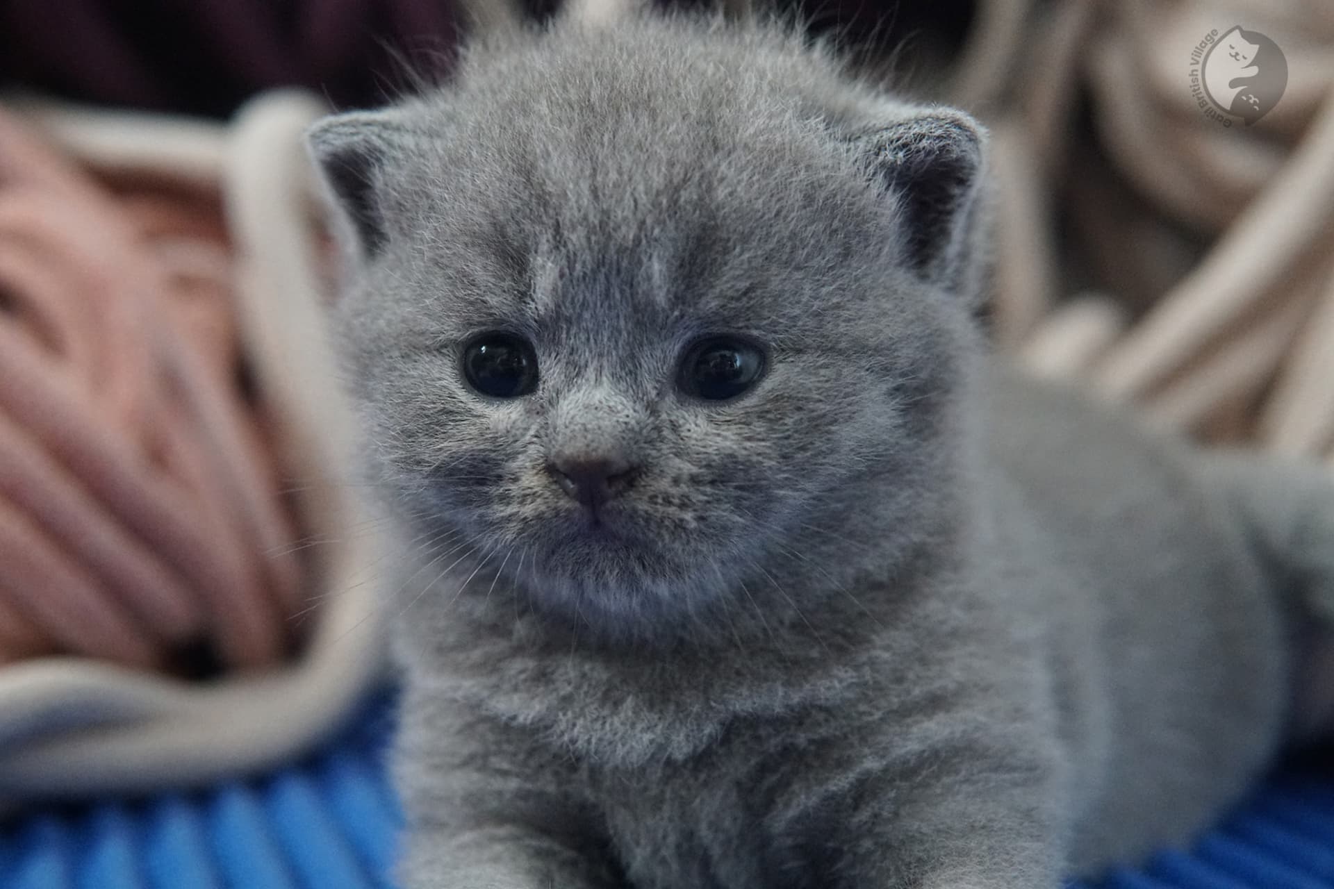 British Shorthair kitten photo 15