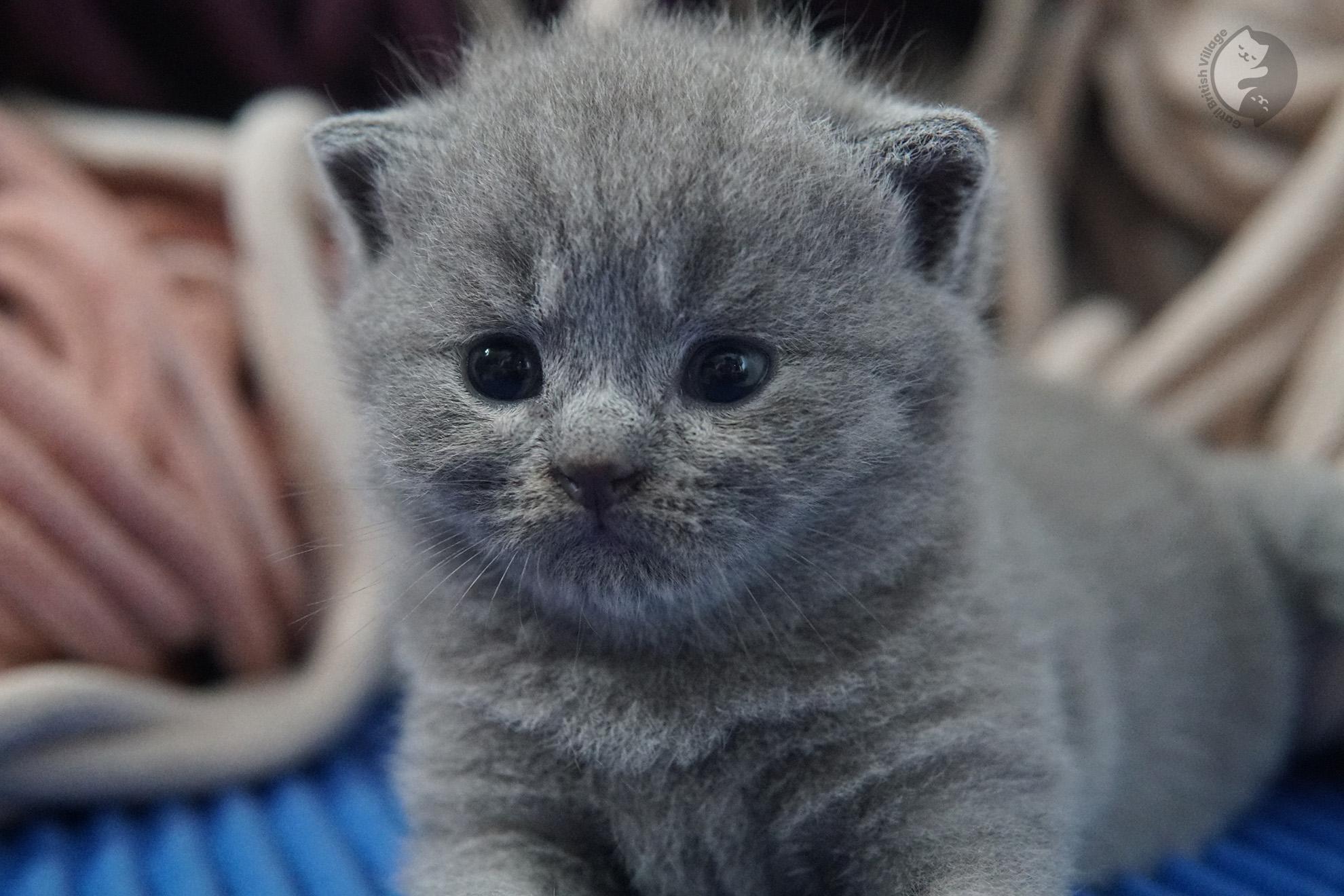 British Shorthair kitten photo 15