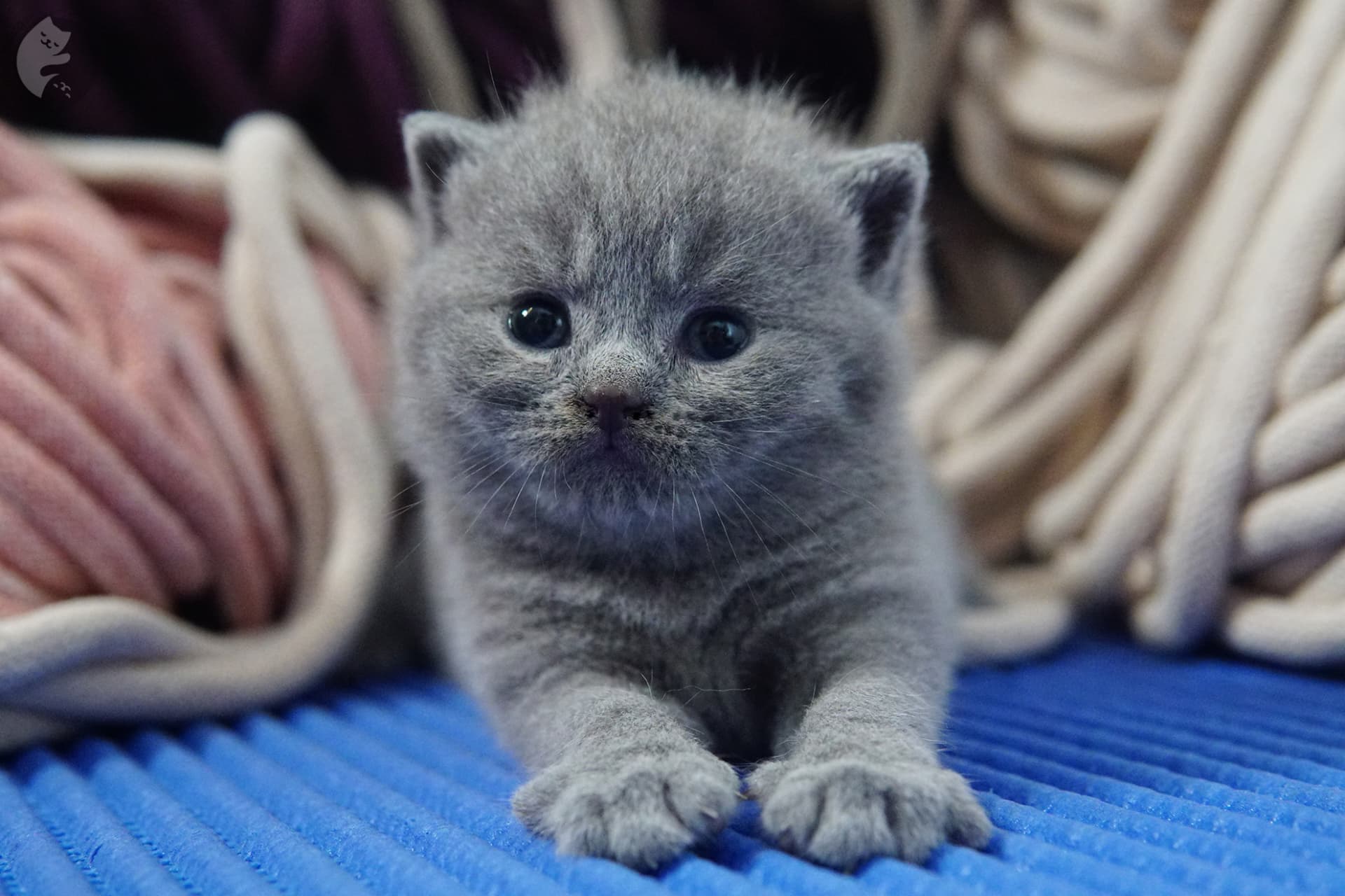 British Shorthair kitten photo 16