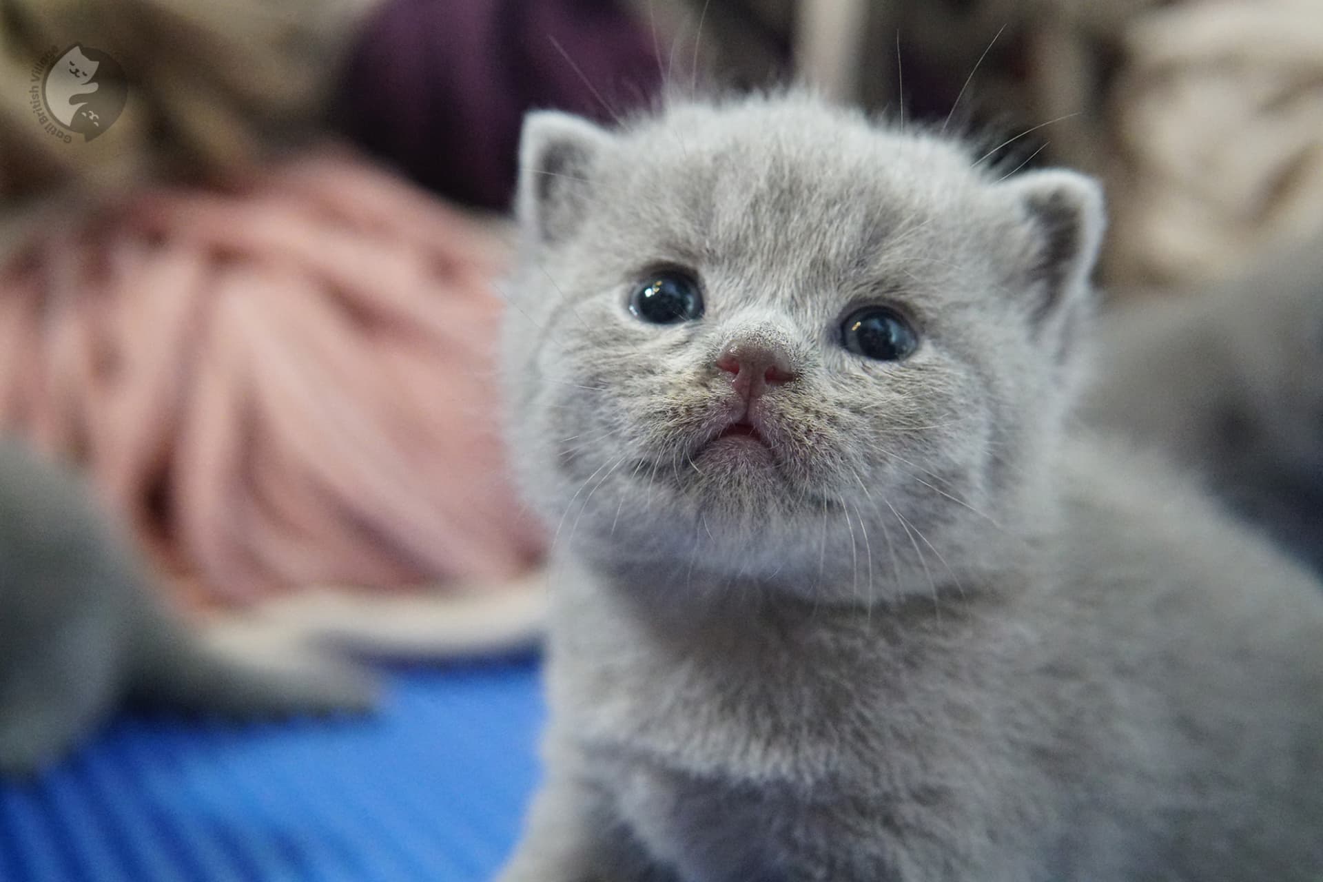 British Shorthair kitten photo 17