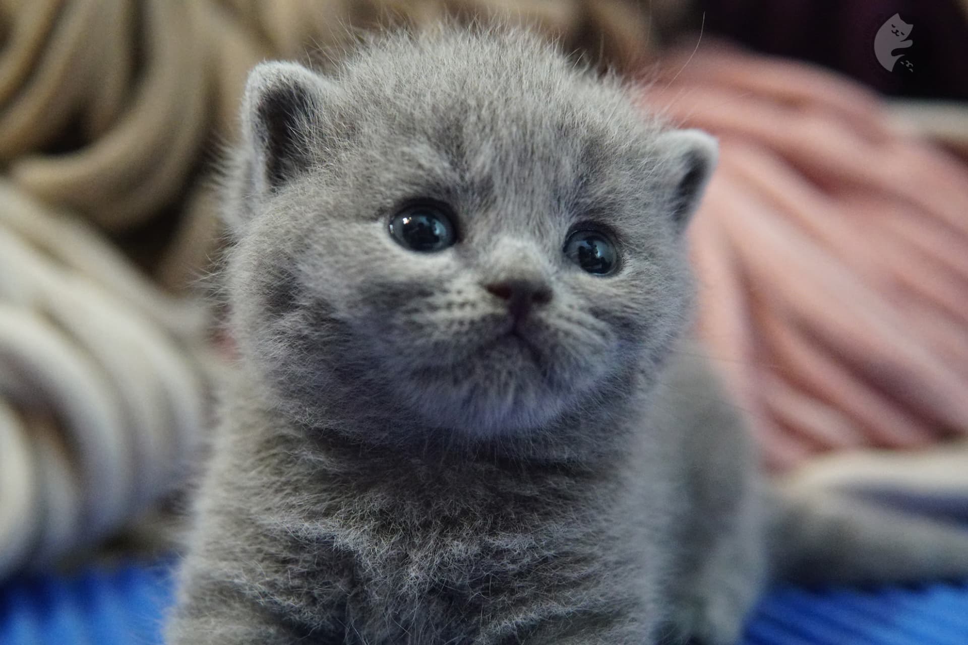 British Shorthair kitten photo 18