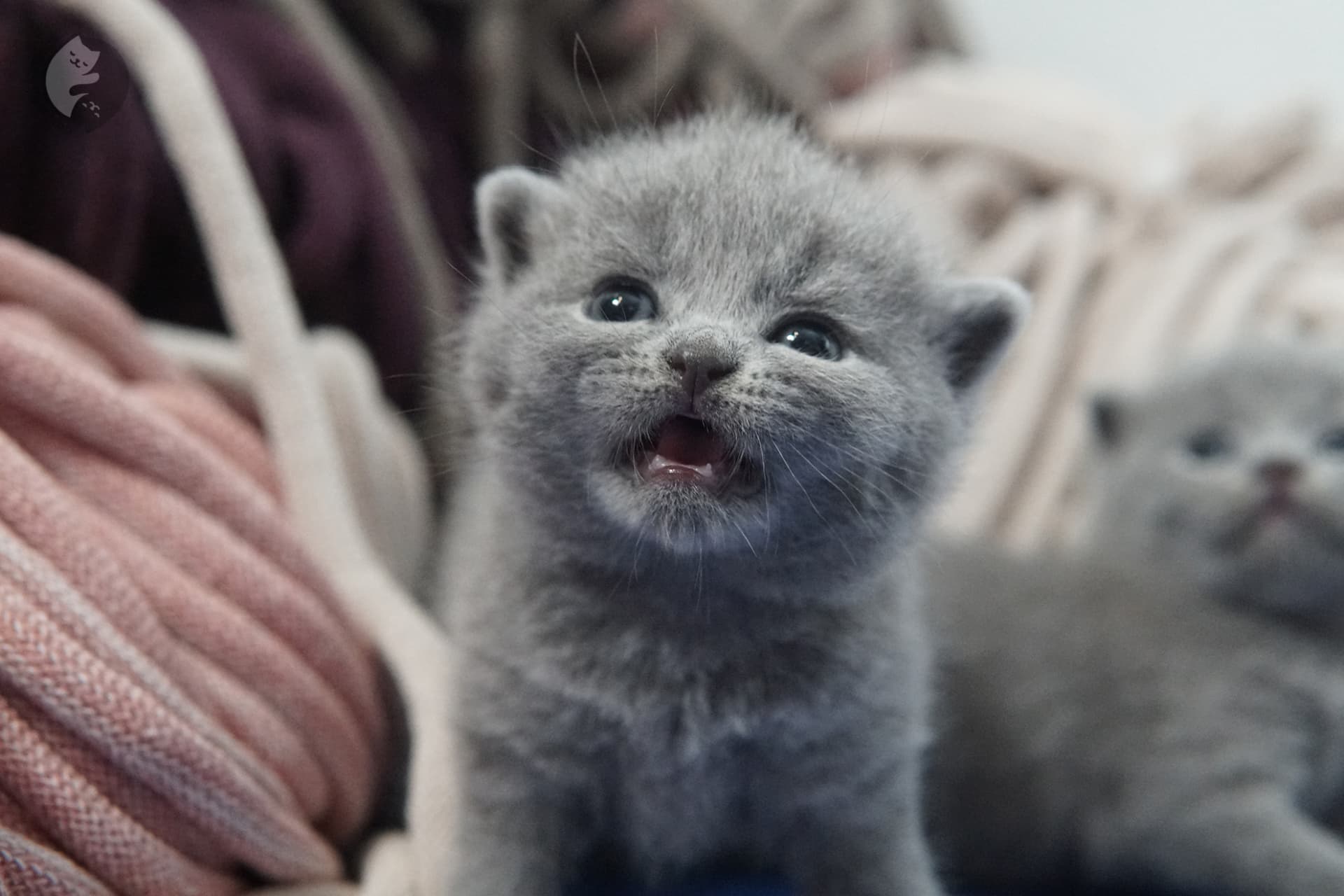 British Shorthair kitten photo 19