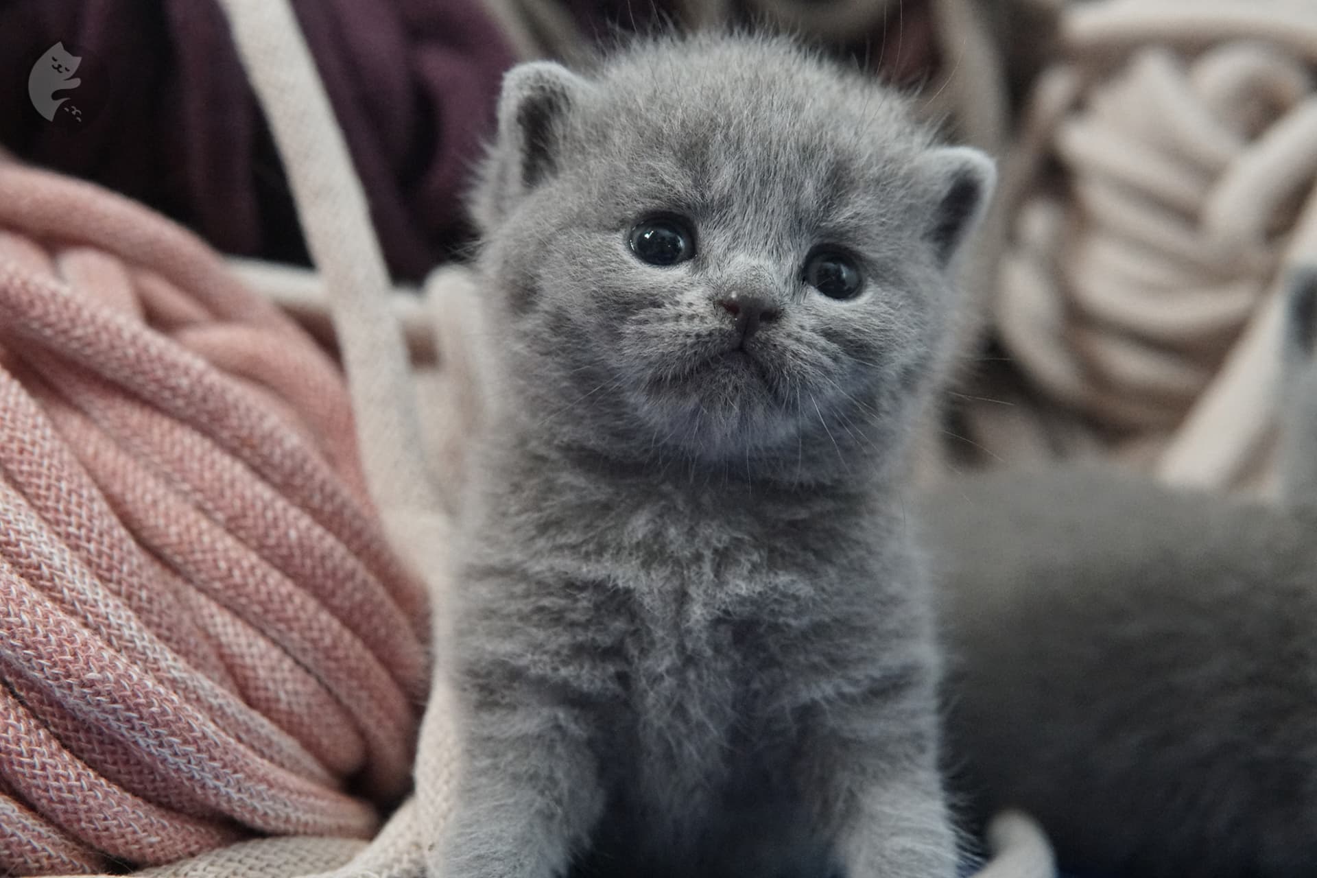 British Shorthair kitten photo 20