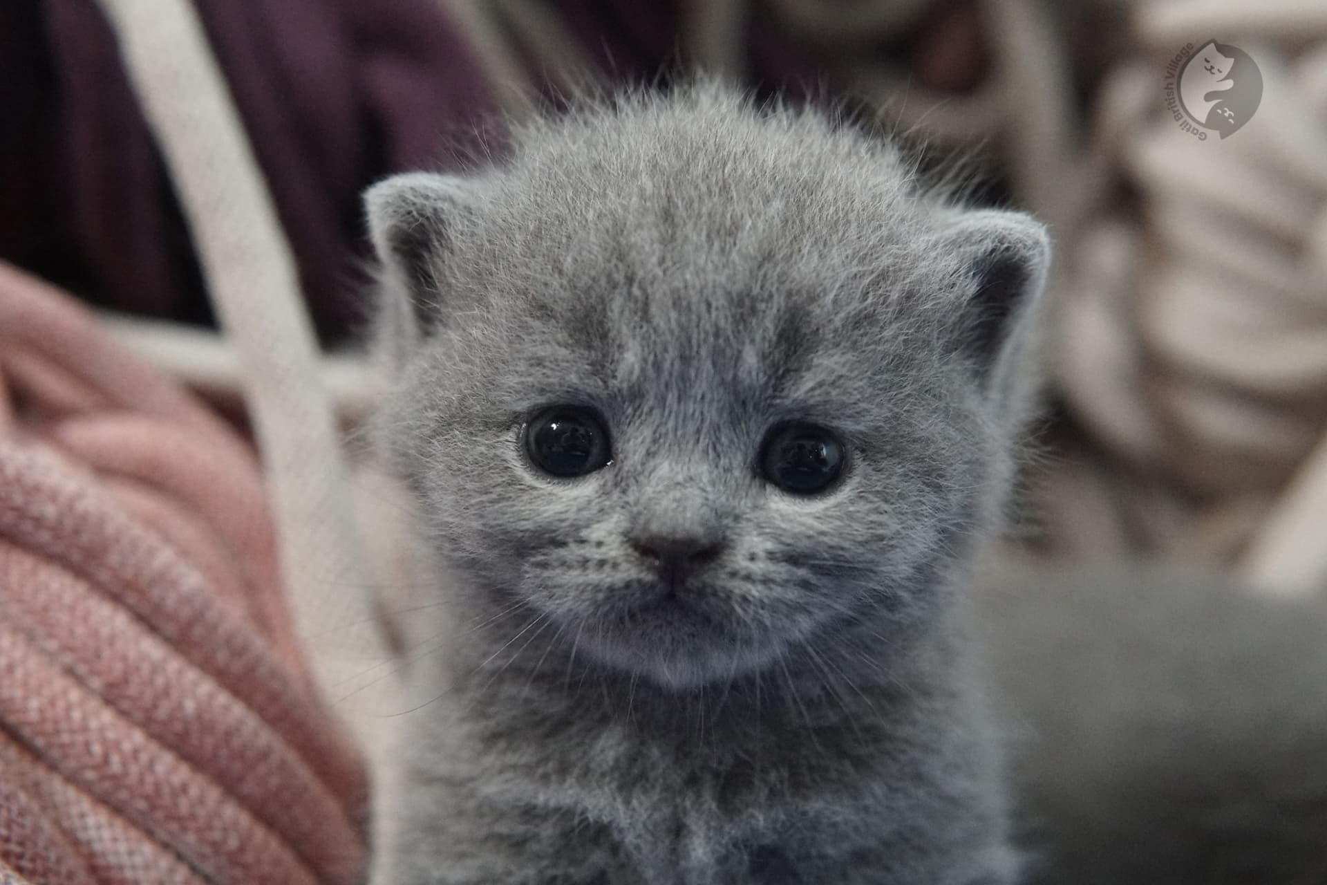 British Shorthair kitten photo 21