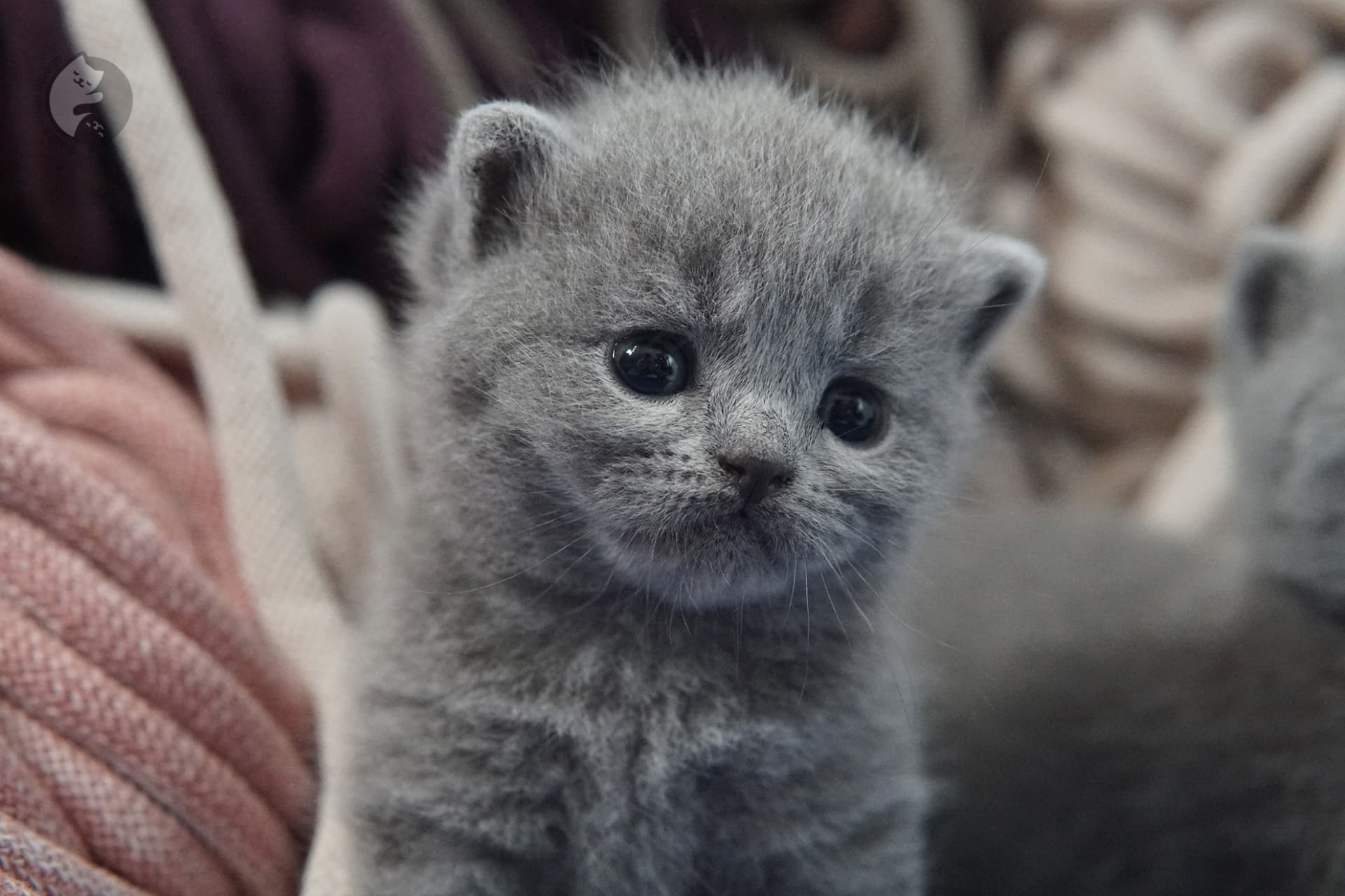 British Shorthair kitten photo 22