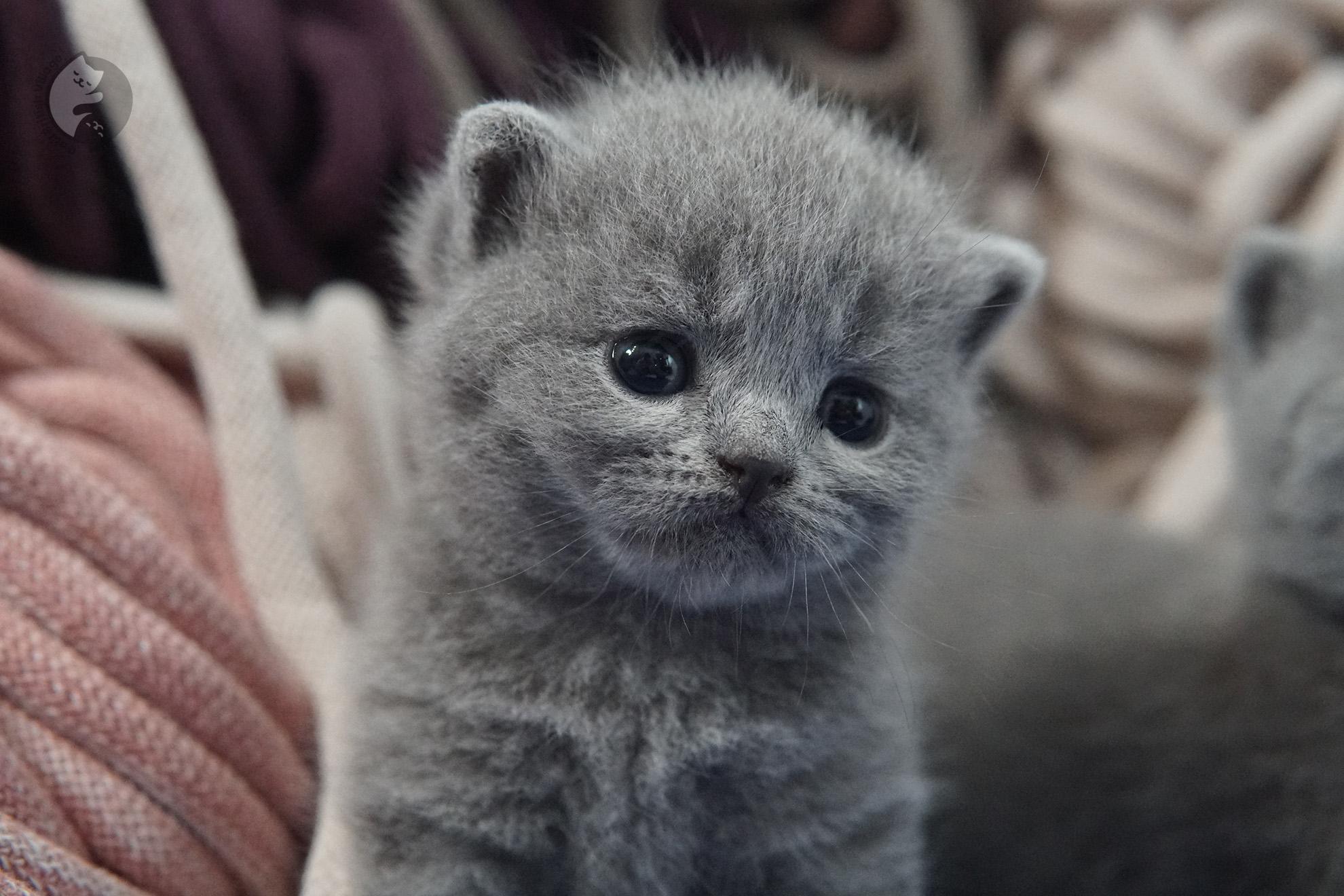 British Shorthair kitten photo 22