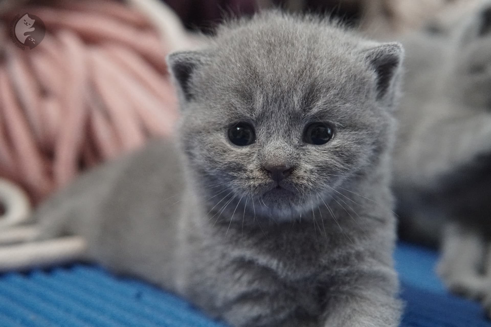 British Shorthair kitten photo 23