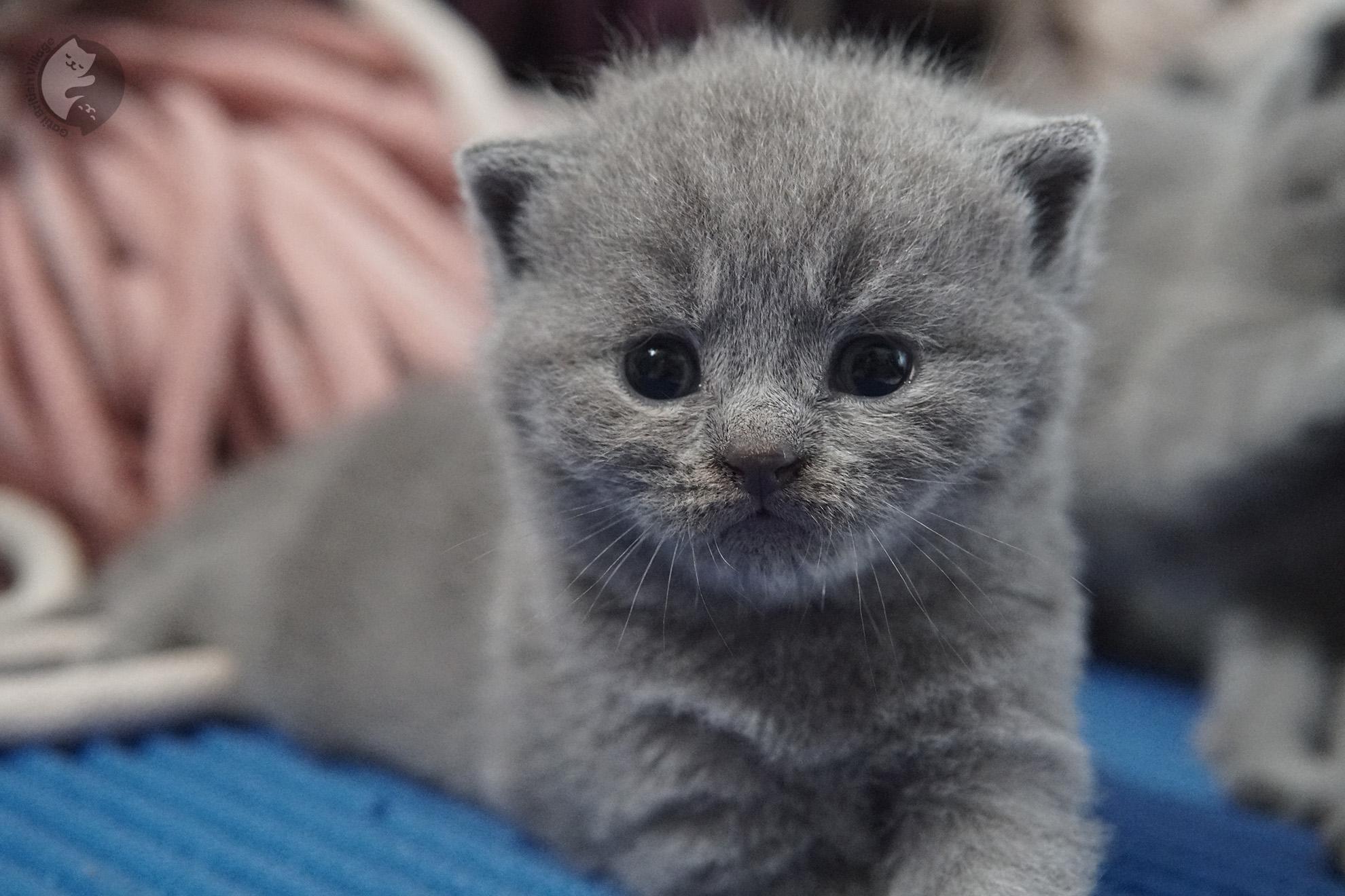 British Shorthair kitten photo 23