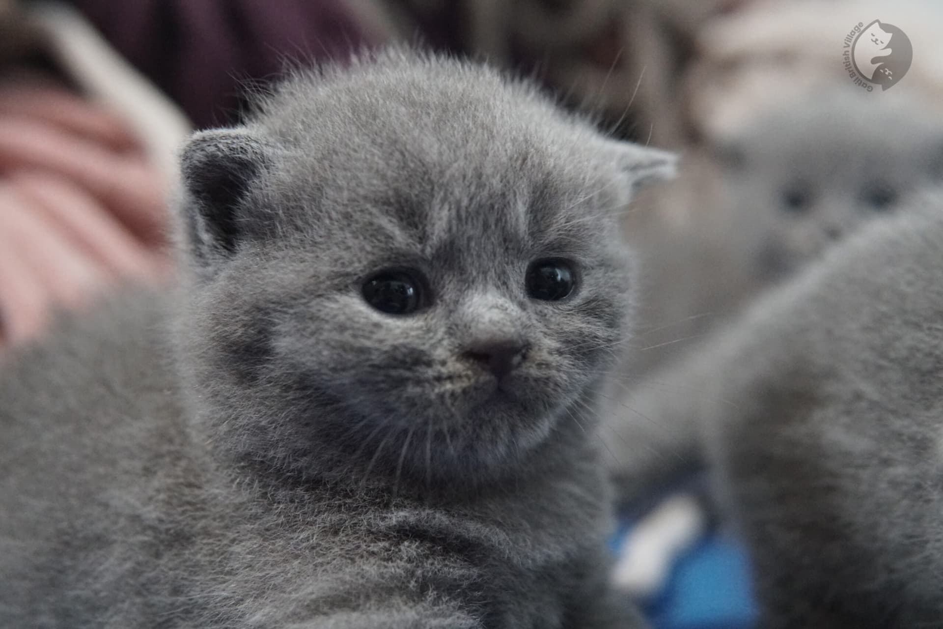 British Shorthair kitten photo 24
