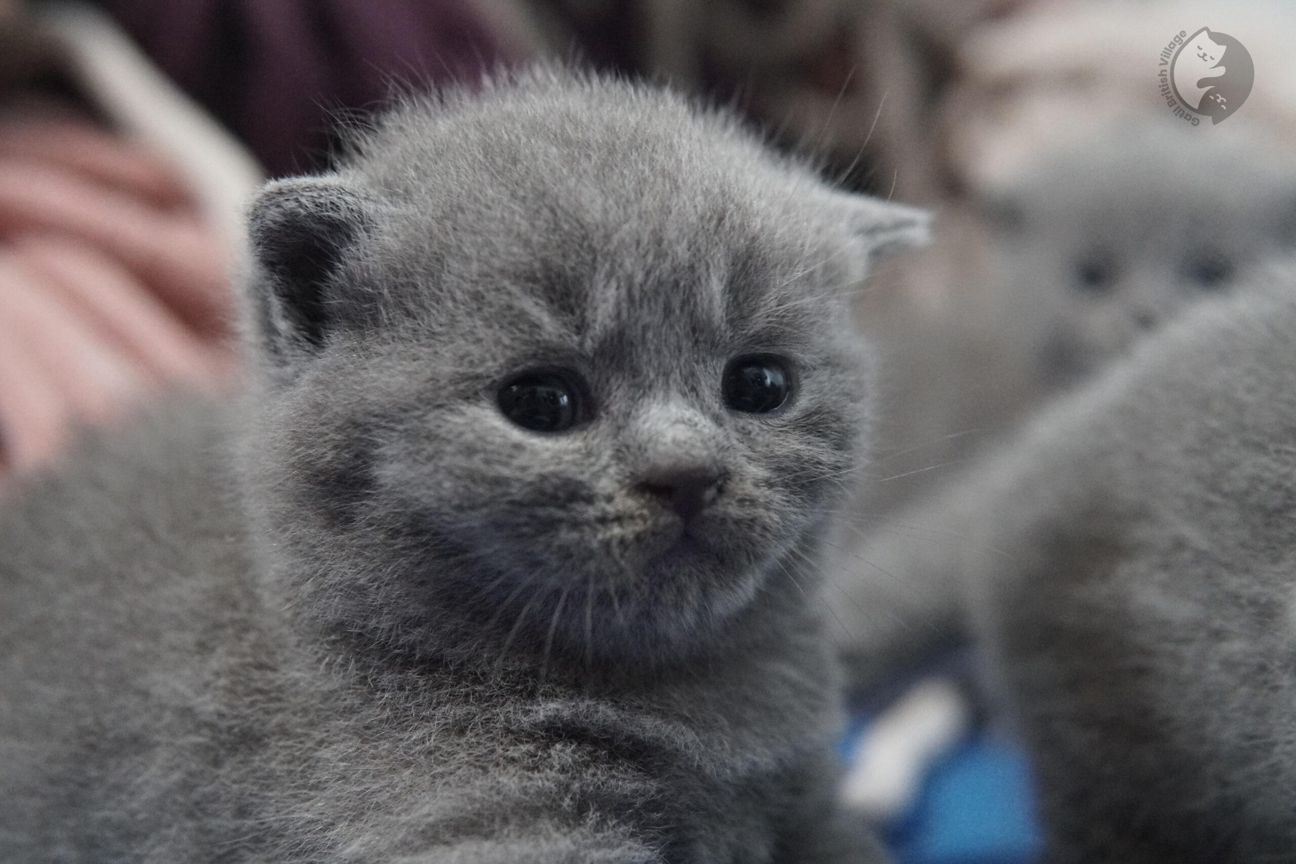 British Shorthair kitten photo 24