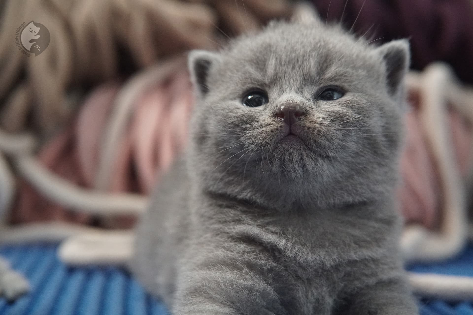 British Shorthair kitten photo 25