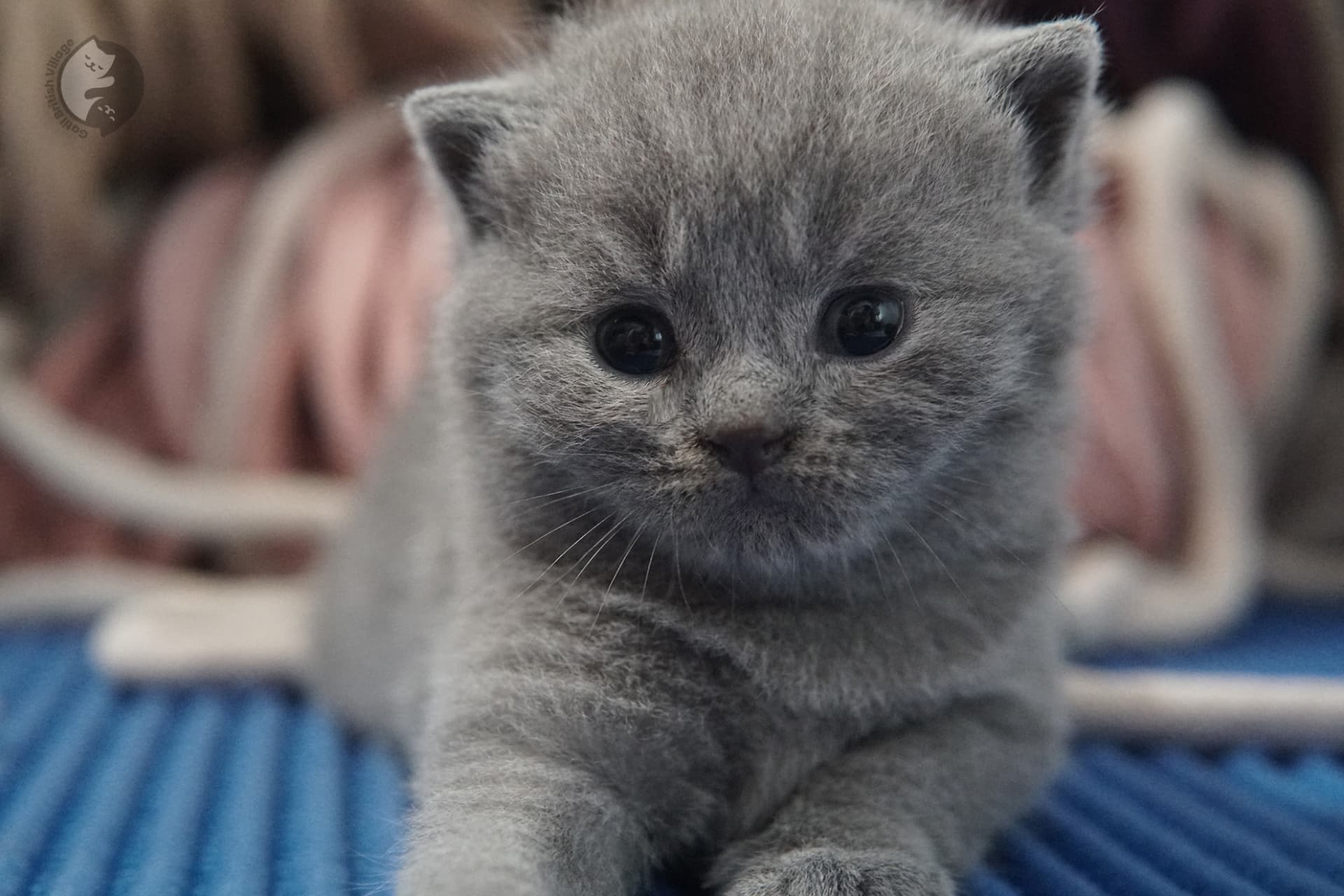 British Shorthair kitten photo 26